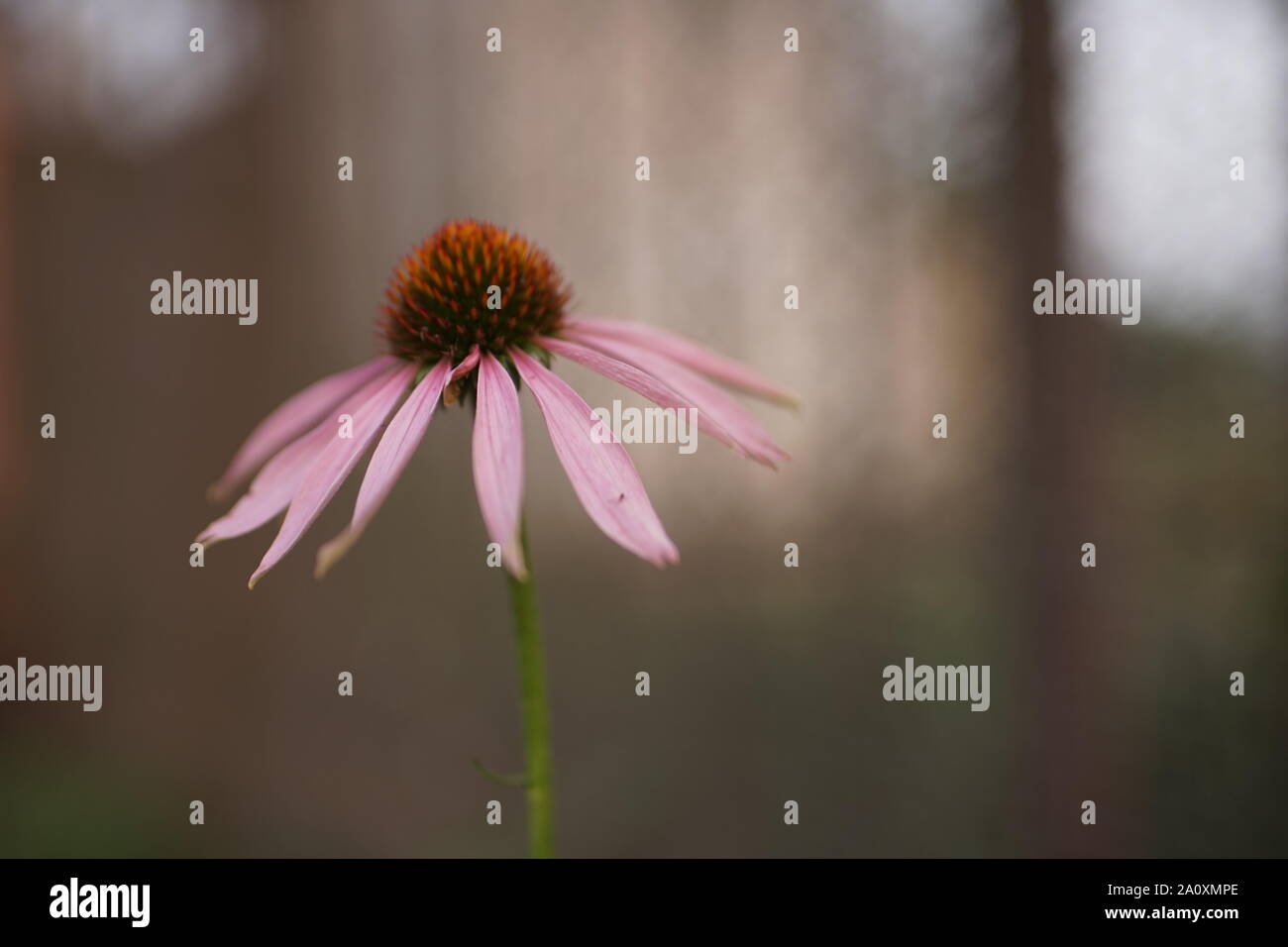 Echinacea Blume wächst im Garten in der Nähe von Stockfoto