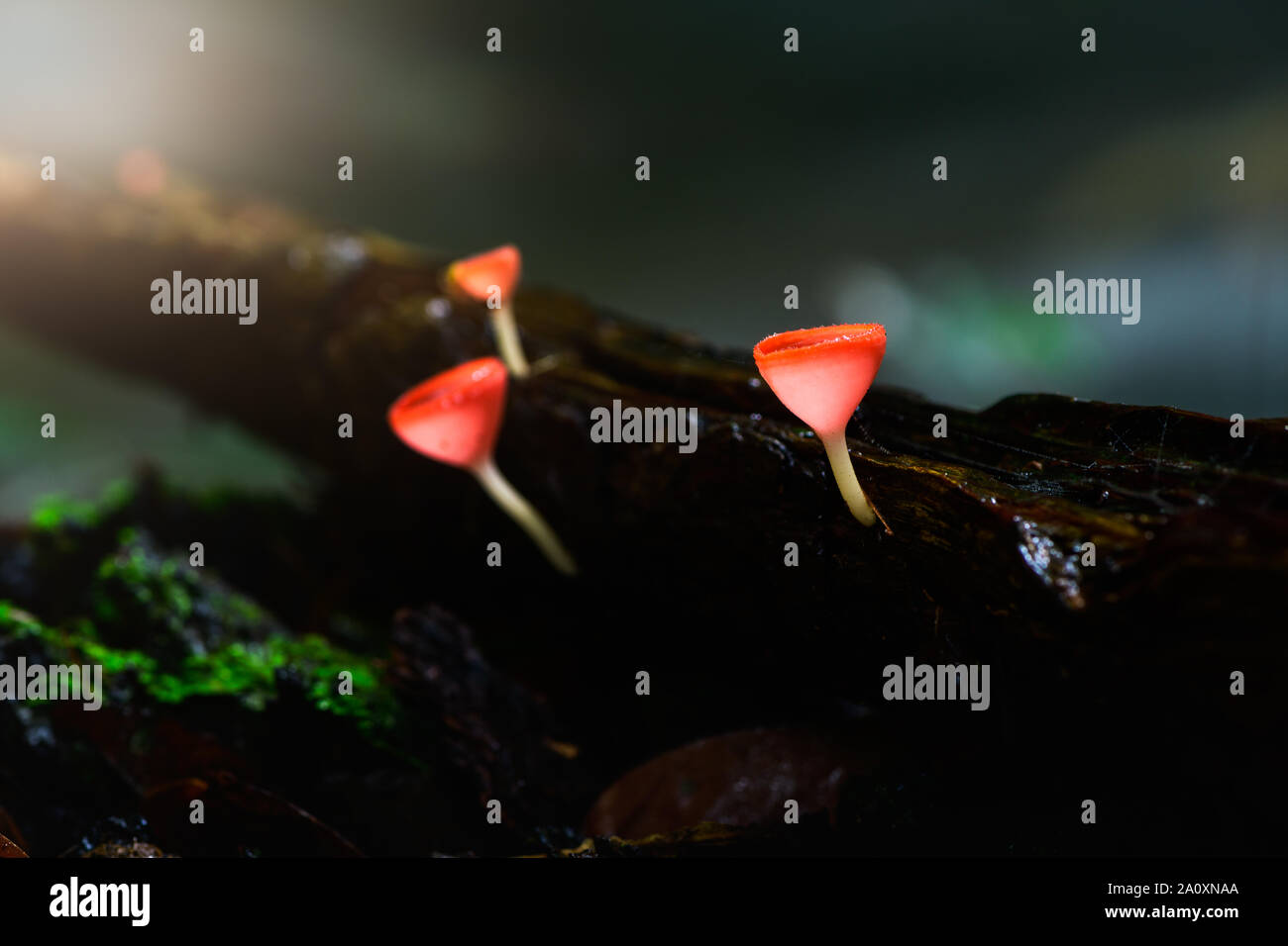 Pilze Pilz Champagner Schale Schale rot oder rosa brennen Schale, Tarzetta Rosea (REA) Dennis (Pyronemataceae), gefunden in den Regenwäldern von Zentral Thailand. Stockfoto