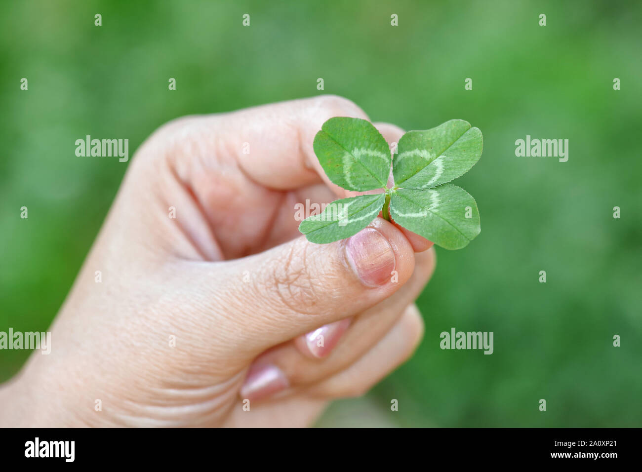 Vierblättrigen Glücksklee (Weiß/niederländischen Clover: Trifolium repens) an Sie Stockfoto