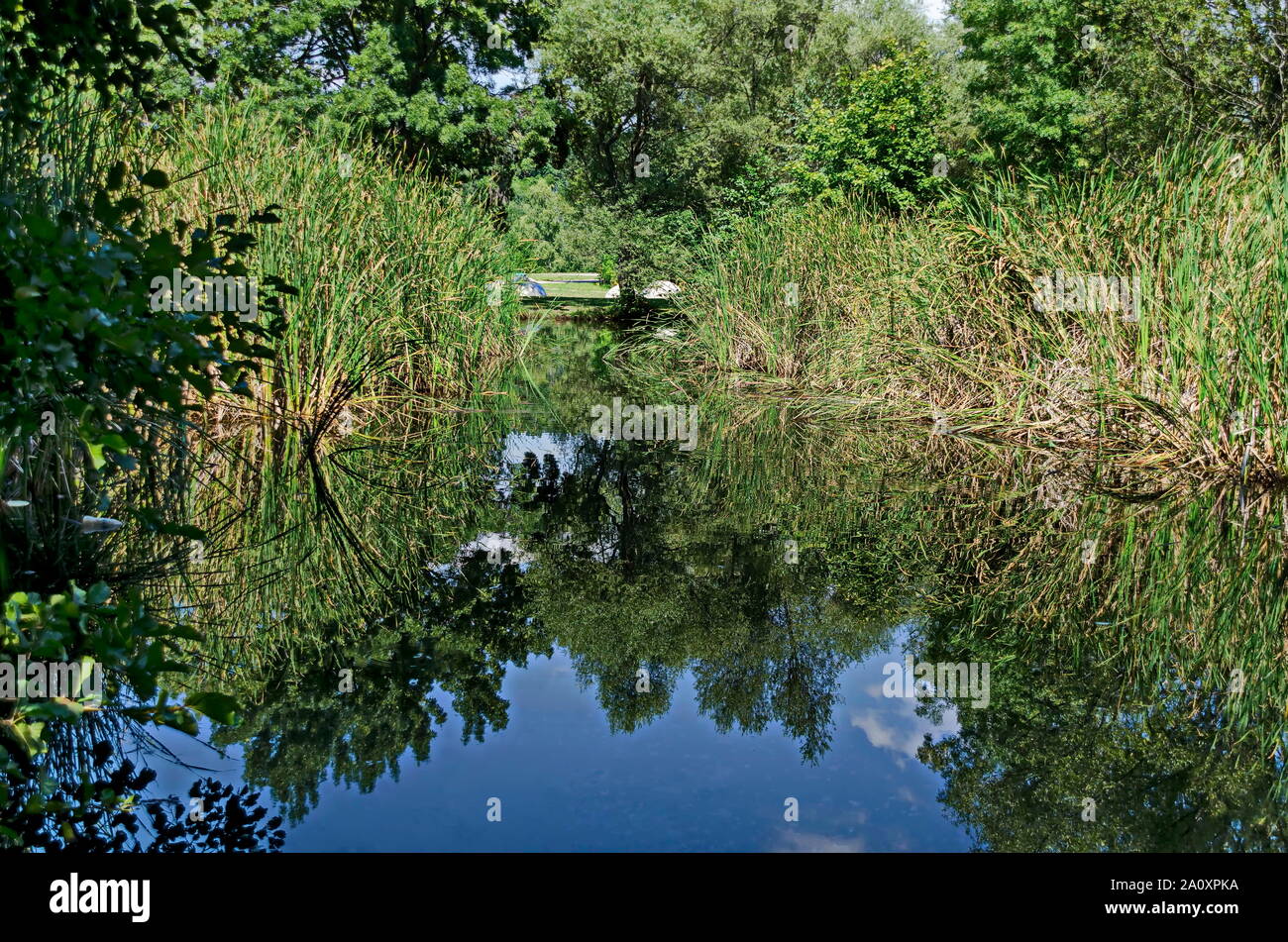 Sommer grünen Wald mit Schilf und Reflexion im See, South Park, Sofia, Bulgarien Stockfoto