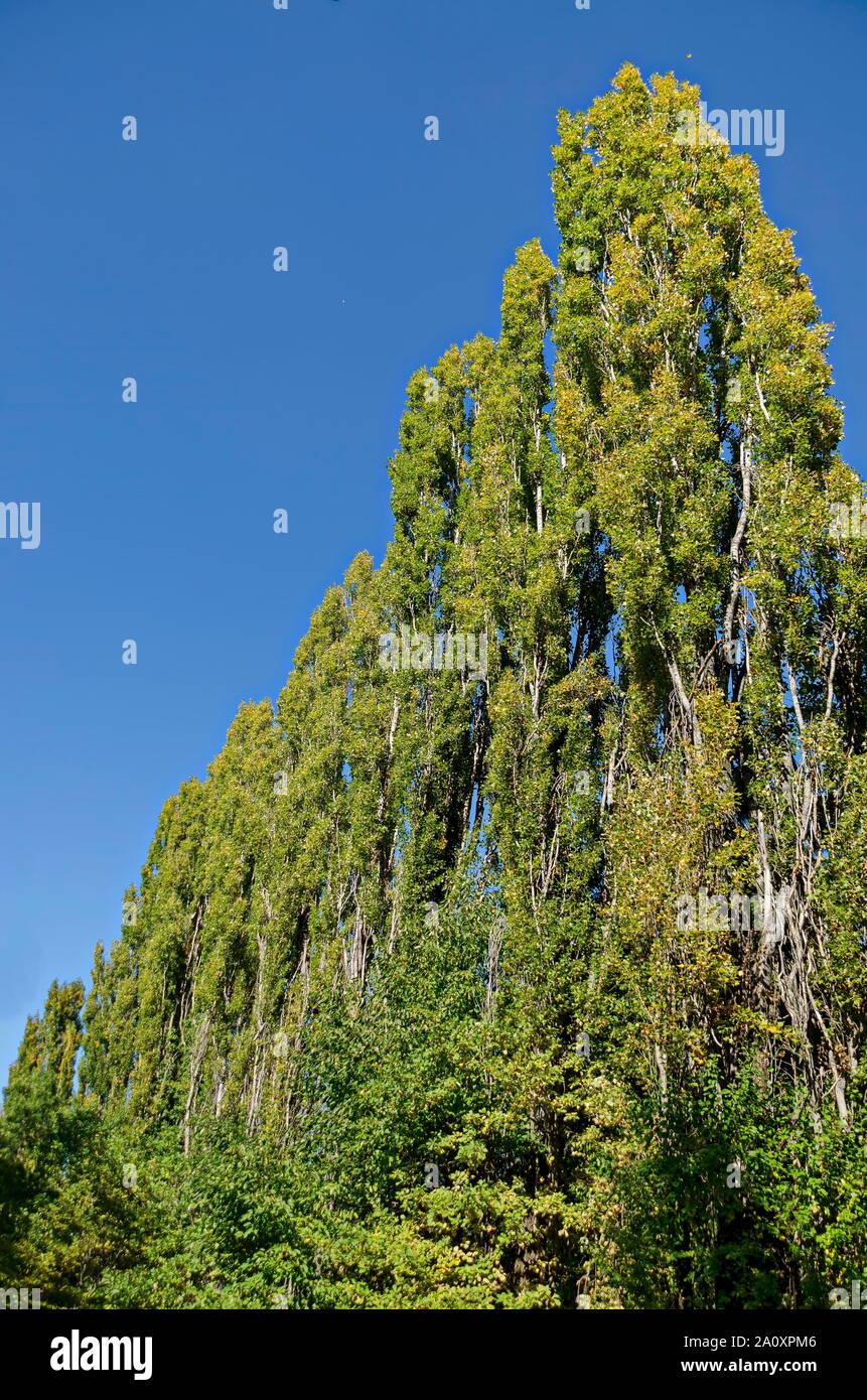 Schöne Reihe von hohe Pappel oder Populus Bäume im Herbst, South Park, Sofia, Bulgarien Stockfoto