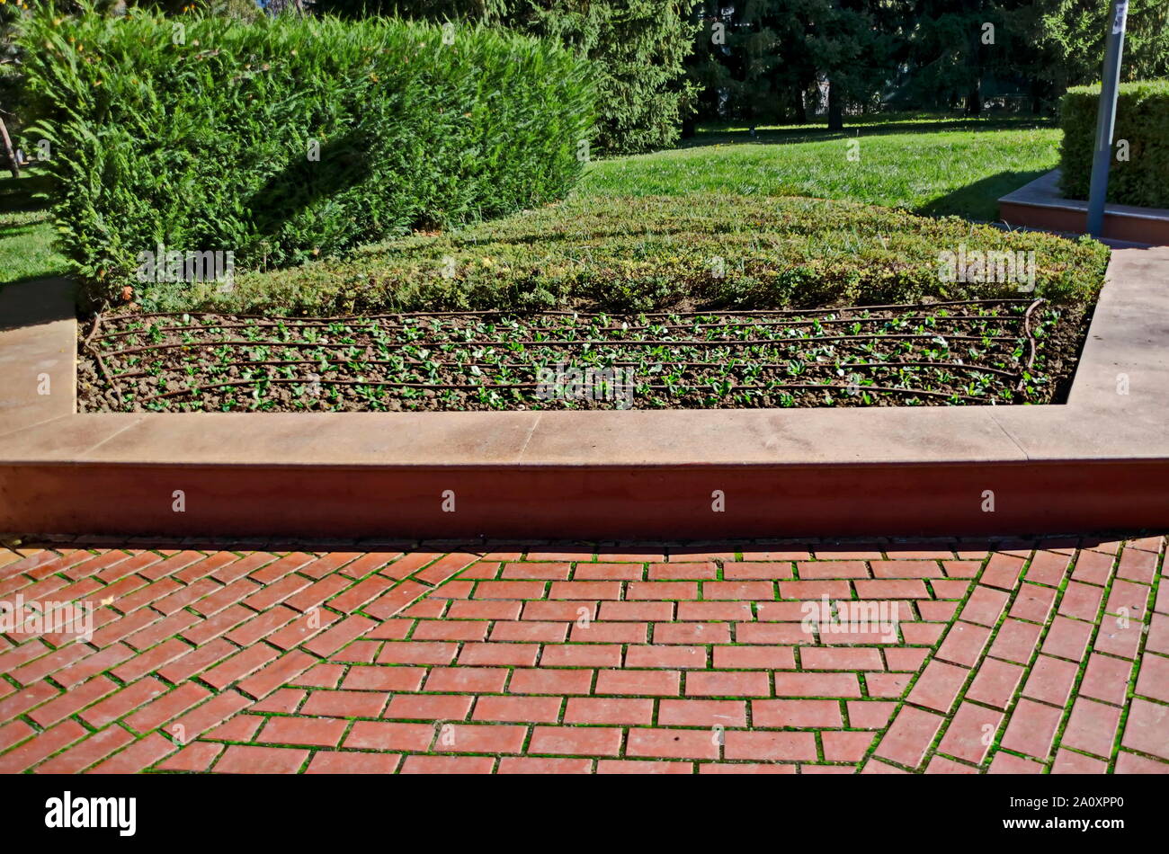 Blick auf Technologie mit tropfbewässerung System einen Blumengarten, South Park, Sofia, Bulgarien Stockfoto