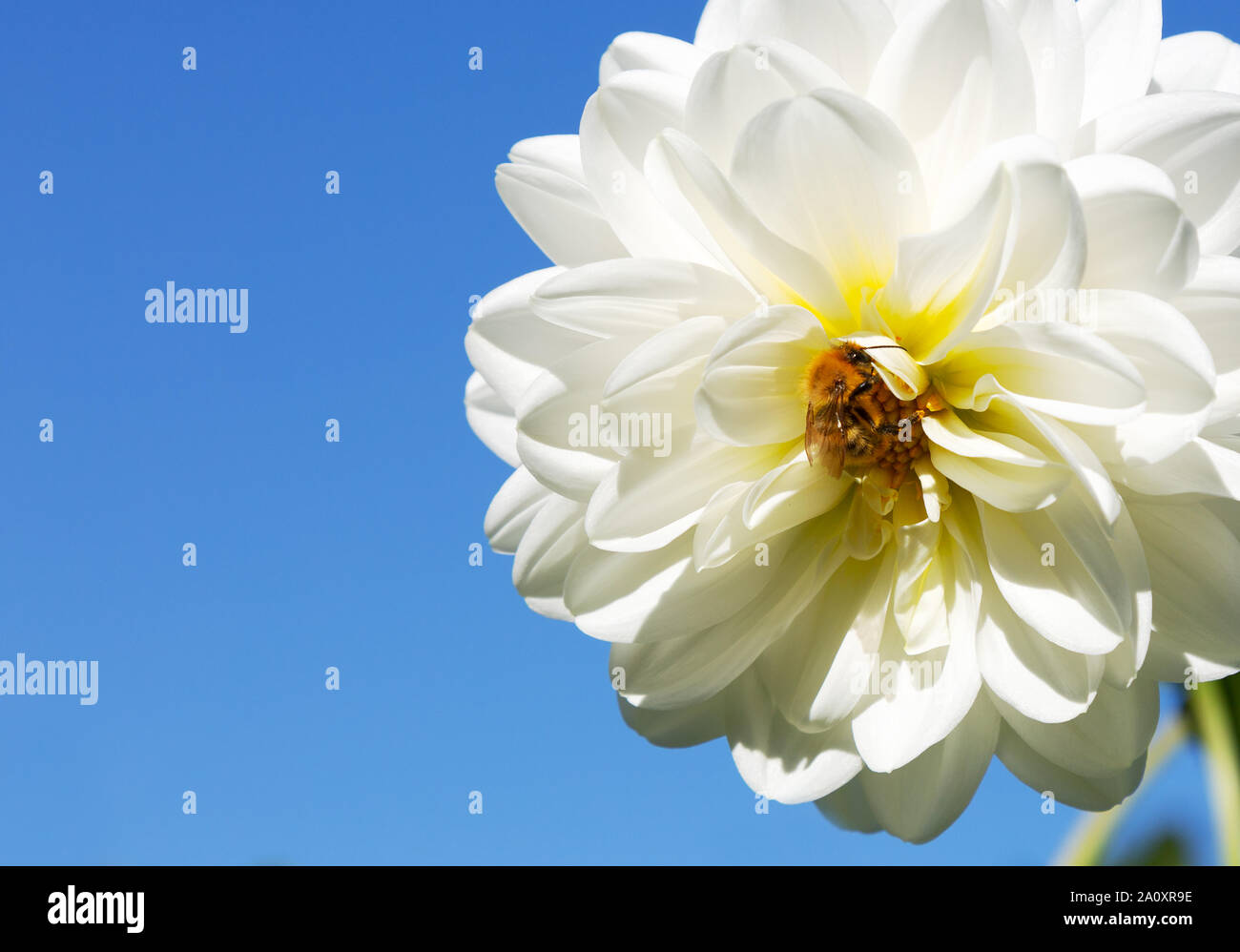 Honigbiene (Apis mellifera), die auf einer Blume, das Sammeln von Nektar aus einer weißen Dahlie Blume vor blauem Himmel, Großbritannien Stockfoto