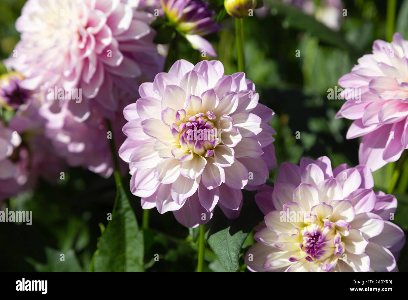 Dahlie vom Typ 'Carolina Moon' in Blume, dekorative Art lila farbige Dahlien in Nahaufnahme; Blüte im VEREINIGTEN KÖNIGREICH Stockfoto