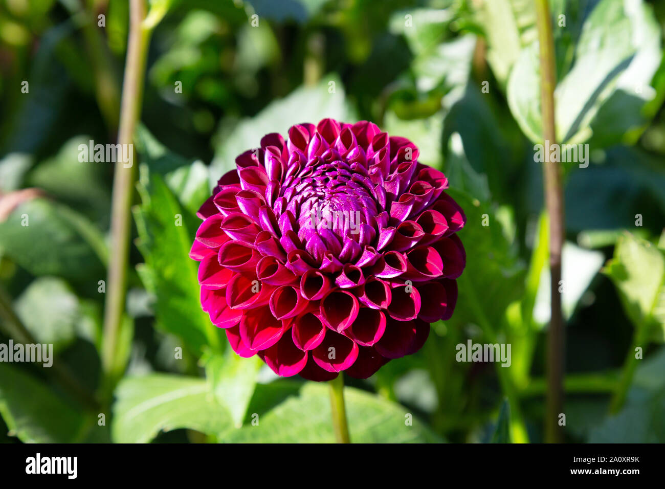 Dahlie 'Ivanetti" Art, ein lila ball Dahlie in Blume, Großbritannien Stockfoto