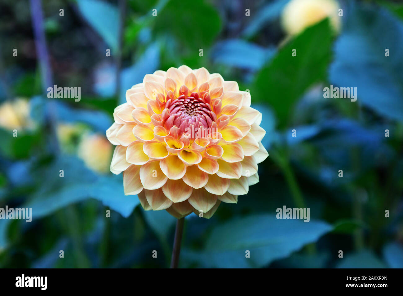 Ball Dahlie vom Typ 'Blyton weicher Glanz" in Blume, Nahaufnahme; Blüte im VEREINIGTEN KÖNIGREICH Stockfoto