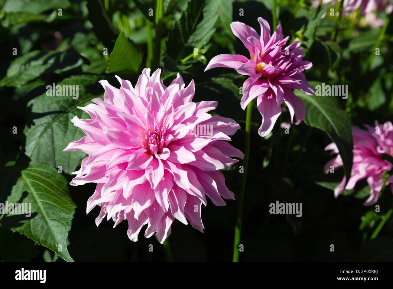 Dahlie 'Maya Pearl'-Typ, eine Rosa Doppelzimmer Orchidee Art Dahlie in Blume, Großbritannien Stockfoto