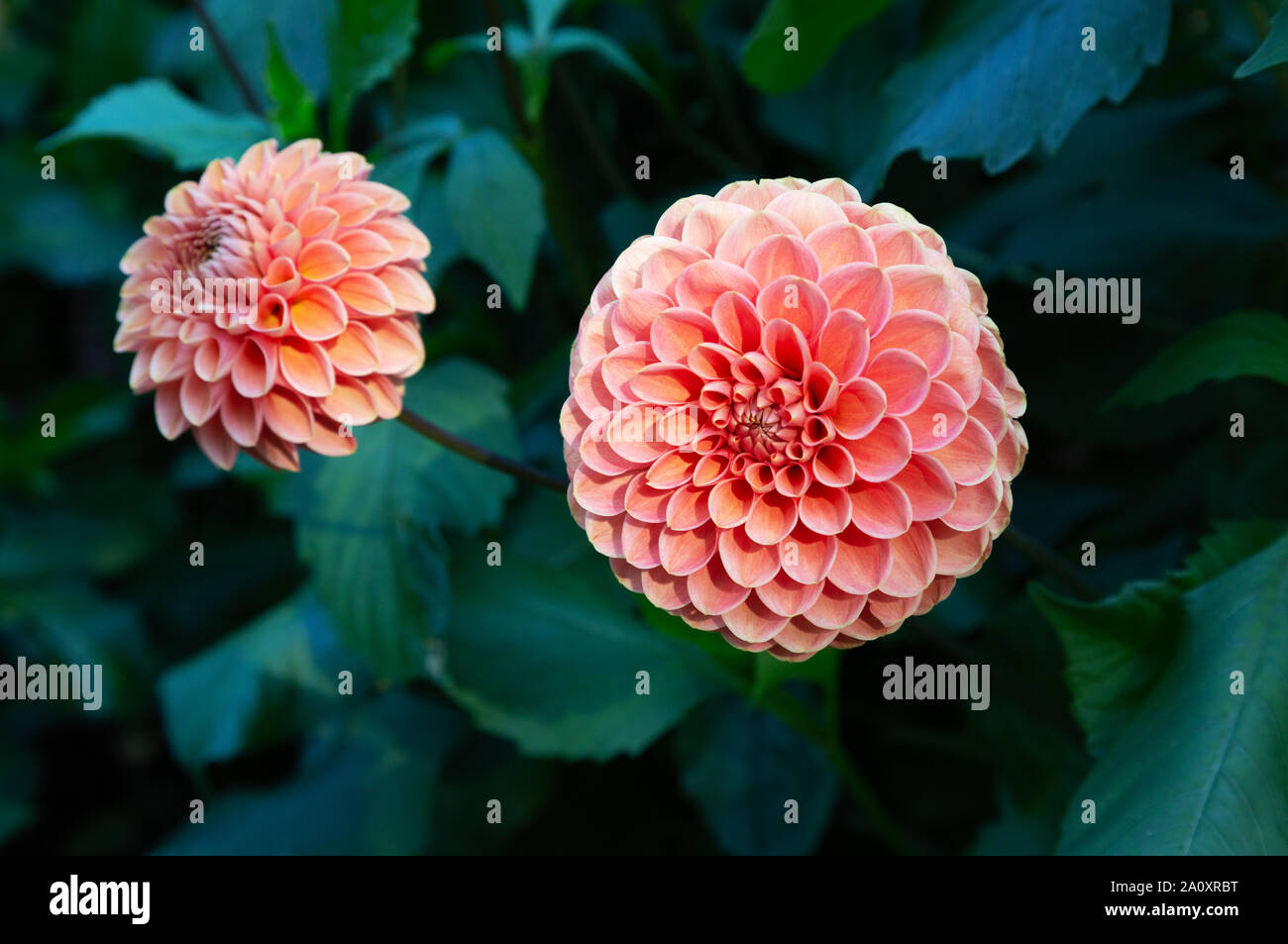 Ball Dahlie vom Typ 'Jomanda' in Blume, Nahaufnahme; Rot Dahlien blühen in Großbritannien Stockfoto