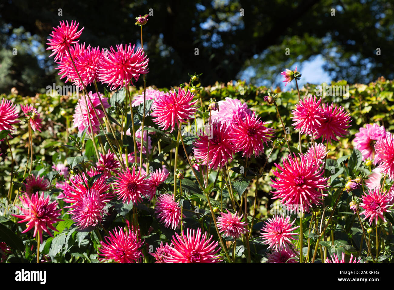 Dahlie 'Pontiac 'Blume, eine rosa Kaktus Typ Dahlie in Blume, Großbritannien Stockfoto