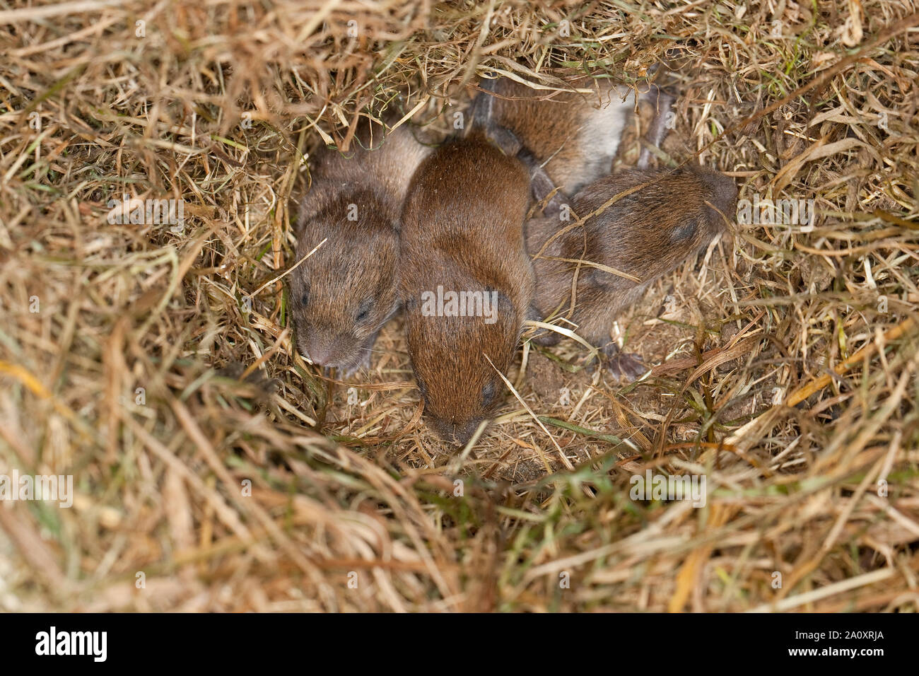 Rötelmaus, Junge, Jungtiere, Tierbabies im Nest, Rötel-Maus, Waldwühlmaus, Wald-Wühlmaus, Wühlmaus, Maus, Mäusenest, Tierbaby, Clethrionomys glareolus Stockfoto