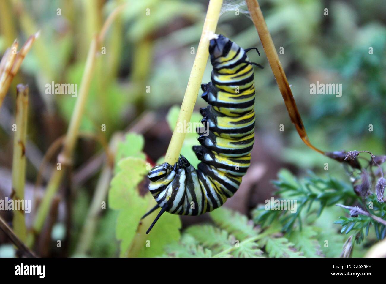 Ein Monarch Caterpillar hängt In einem J vor der Chrysalis Stage Stockfoto