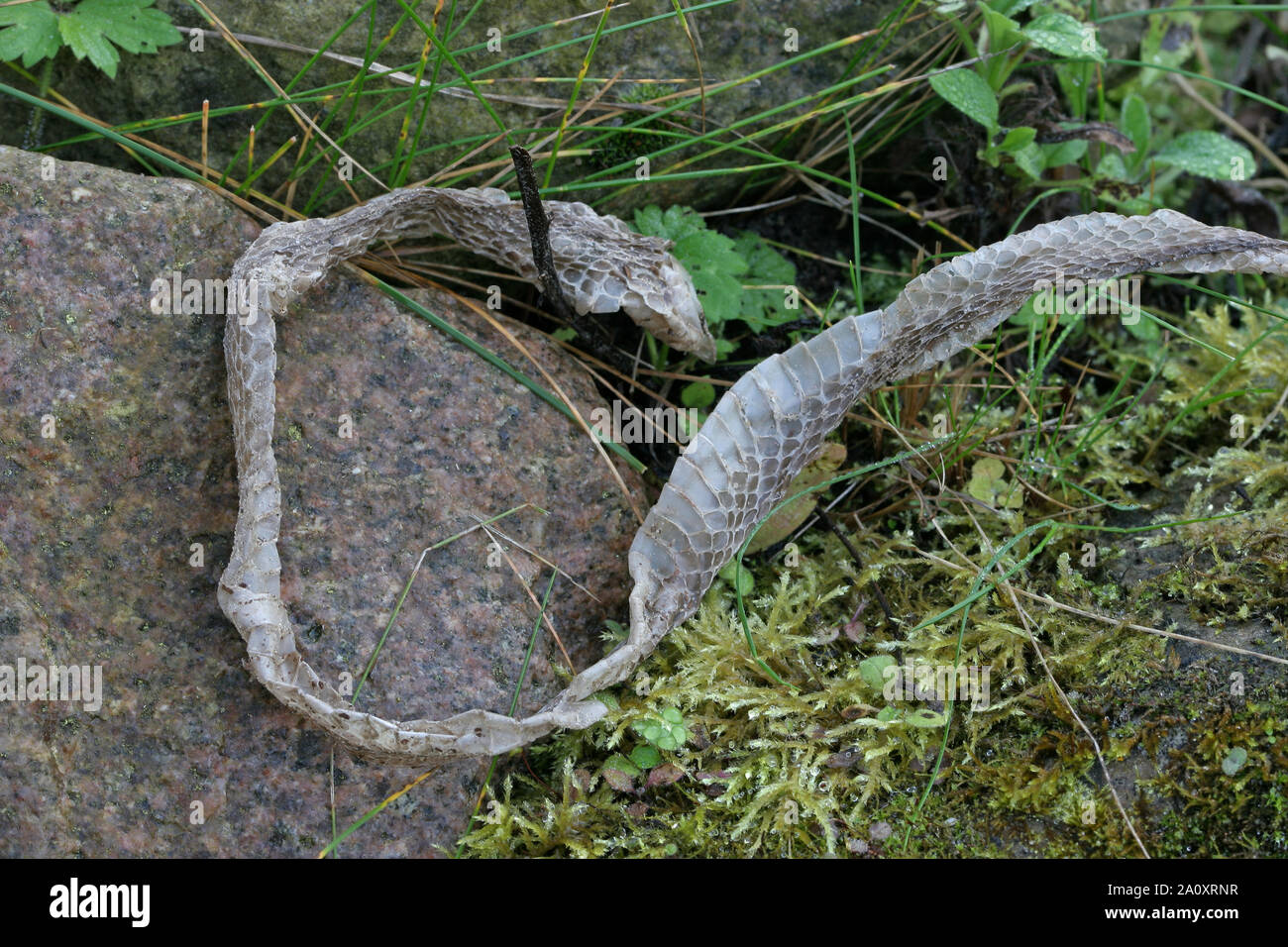 Ringelnatter, Ringel-Natter, Natter, abgestreifte Haut, Häutung / Wachstum, Natternhemd, Nattern-Hemd, Natrix natrix, Ringelnatter Stockfoto