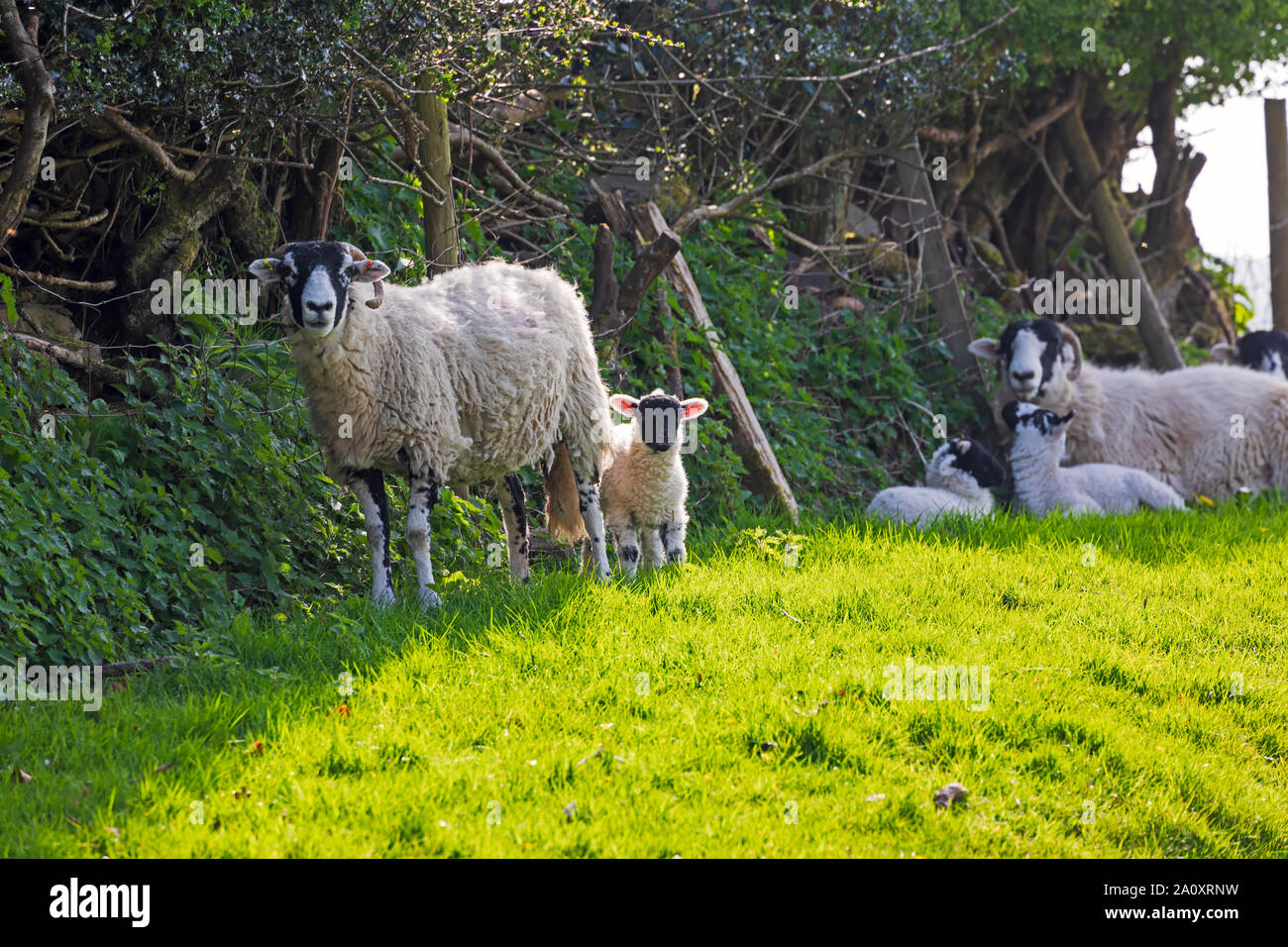 Mutterschafe mit Lämmer in der Nähe von Sedburgh, Cumbria Stockfoto