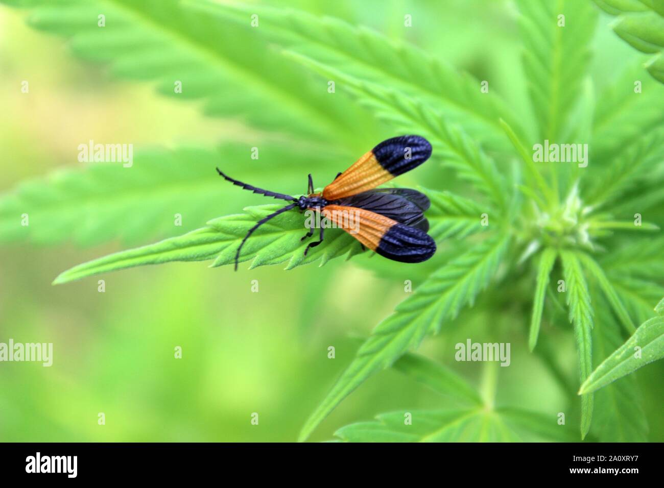 End-Banded Net-Winged Käfer auf einer Cannabispflanze Stockfoto