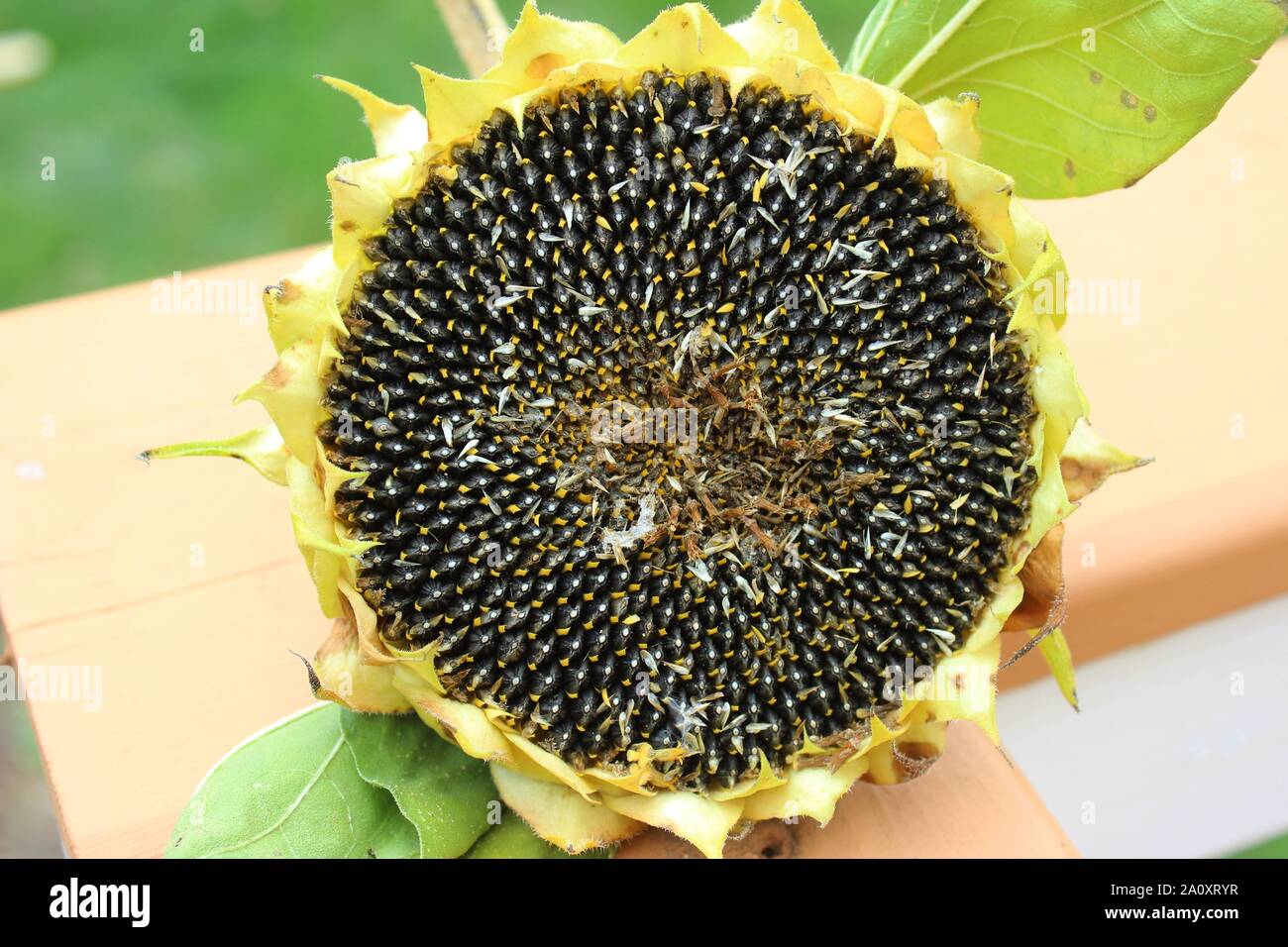 Eine geerntete Sonnenblumenkerne Kopf voller Samen Stockfoto