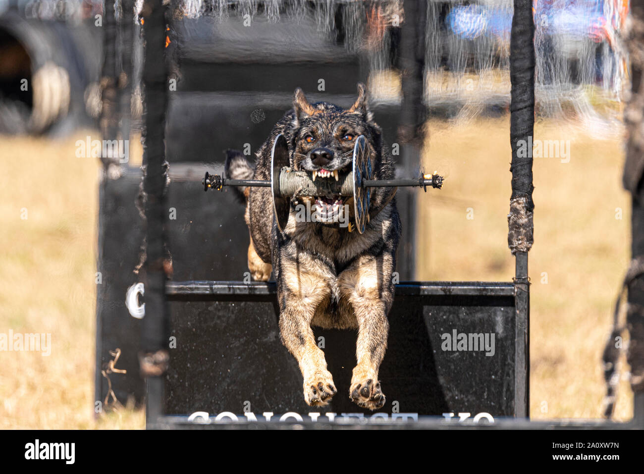 Eroberung K9Hund Anzeige an den nationalen Land Show Live im Hylands Park, Chelmsford, Essex, Großbritannien. Deutscher Schäferhund mit Prop. Agility Stockfoto