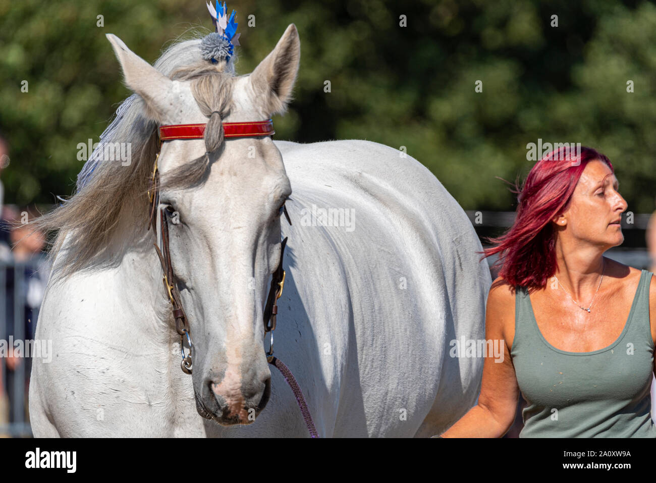 Shire horse Anzeige an den nationalen Land Show Live im Hylands Park, Chelmsford, Großbritannien, Weibliche mit markanter Haarfarbe zu einem weißen Shire horse Stockfoto