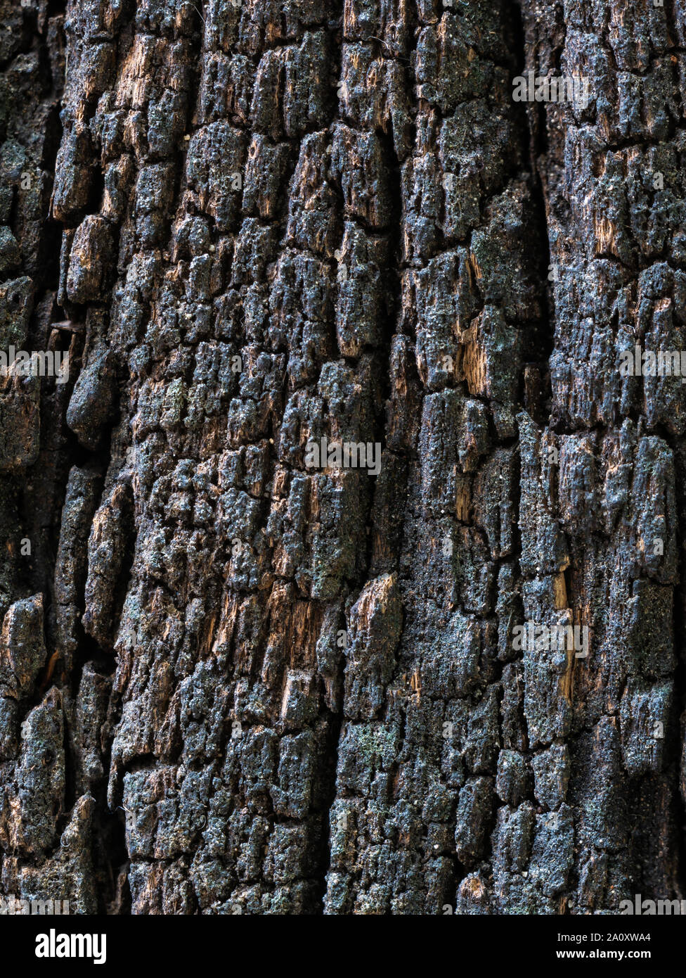 Closeup getrocknet Textur der dunkle braune Rinde für ues als Hintergrund. Stockfoto