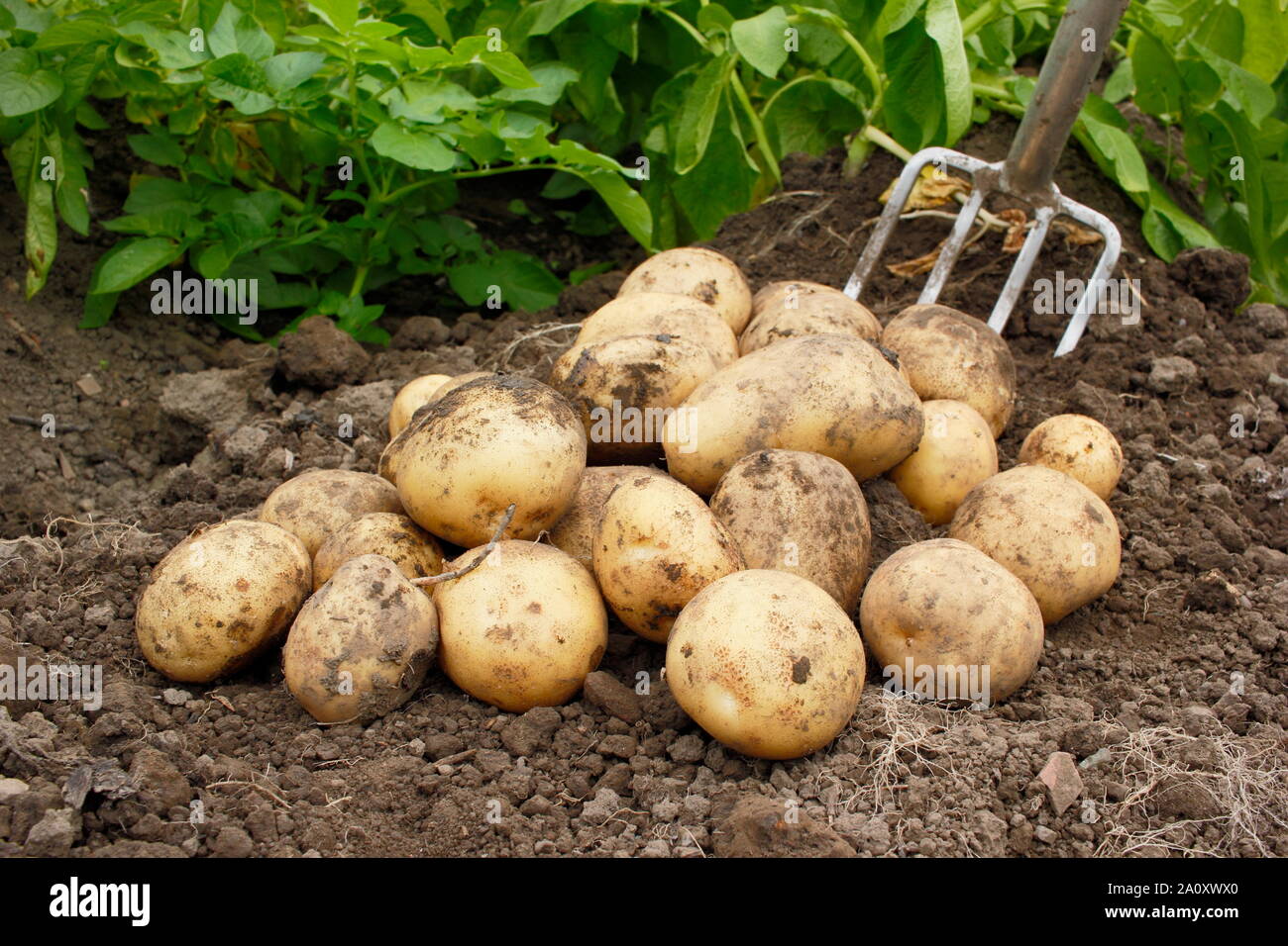 Solanum tuberosum bin arfona'. Frisch gegraben Zweiten frühen Kartoffeln in einem Schrebergarten. Großbritannien Stockfoto