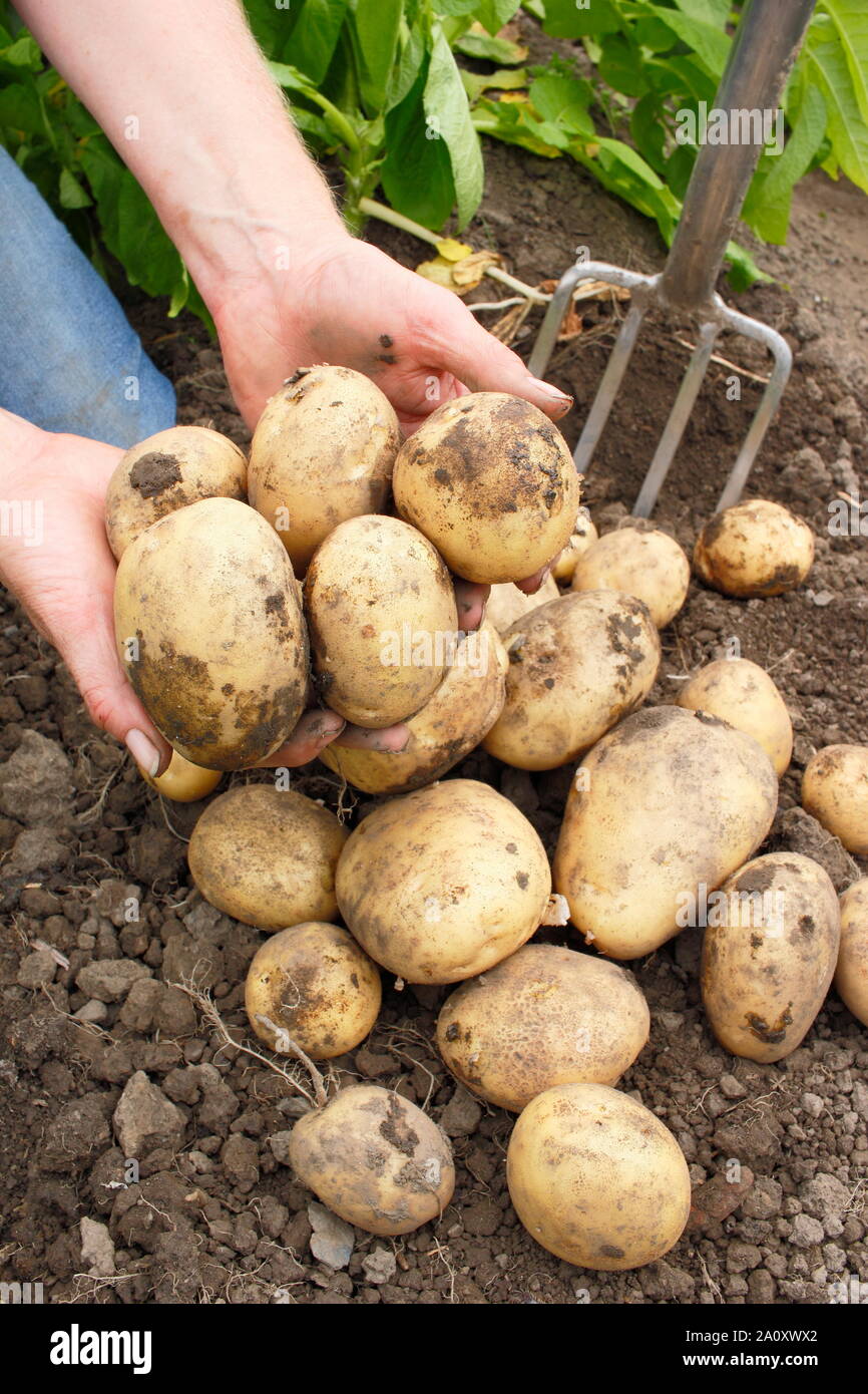 Solanum tuberosum bin arfona'. Frisch gegraben Zuteilung angebauten Kartoffeln in eine trug geerntet durch eine weibliche Gärtner (abgebildet). Großbritannien Stockfoto