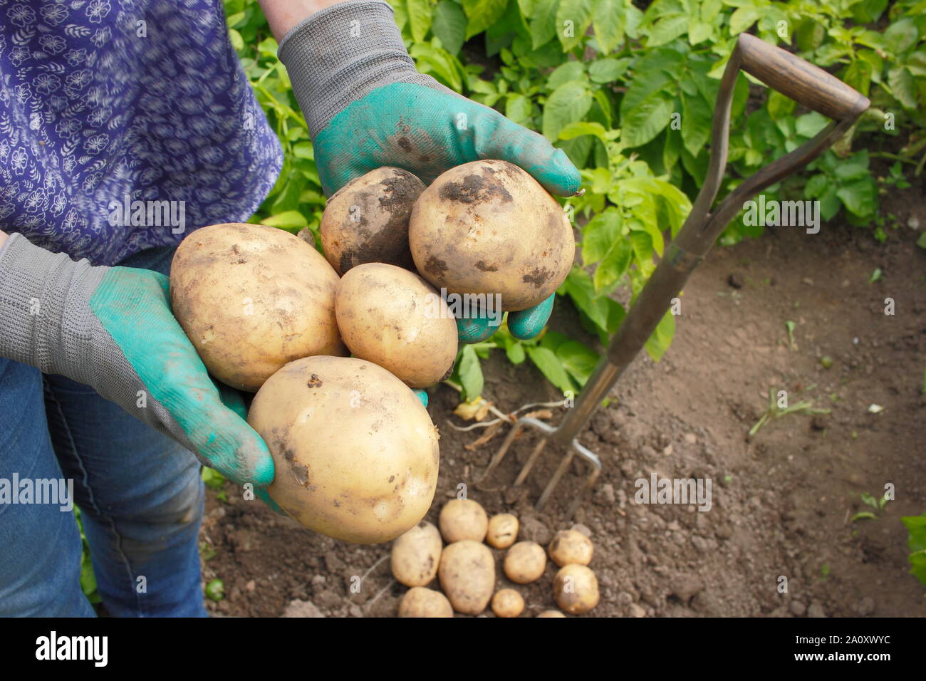 Frau mit frisch gegrabenen zweiten frühen Kartoffeln in einem Trug in einem Gemüsegarten. Solanum tuberosum „Marfona“. Stockfoto