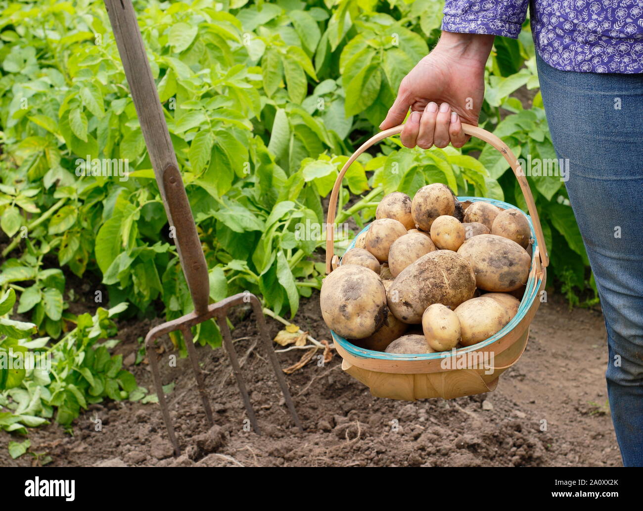 Frau mit frisch gegrabenen zweiten frühen Kartoffeln in einem Trug in einem Gemüsegarten. Solanum tuberosum „Marfona“. Stockfoto