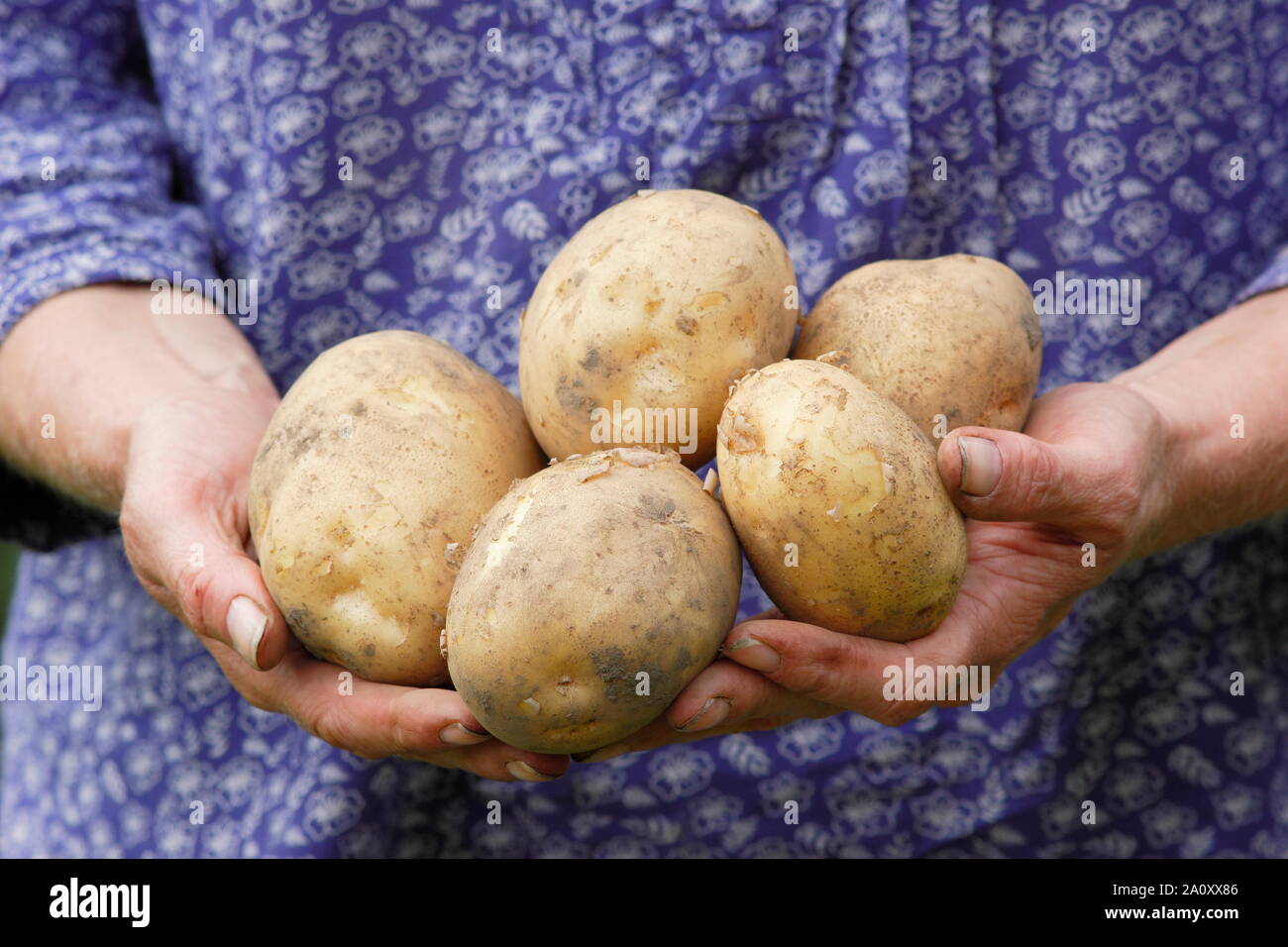 Frau, die in einem Gemüsegarten Kartoffeln in der zweiten Frühzeit erntet. Solanum tuberosum „Marfona“. Stockfoto