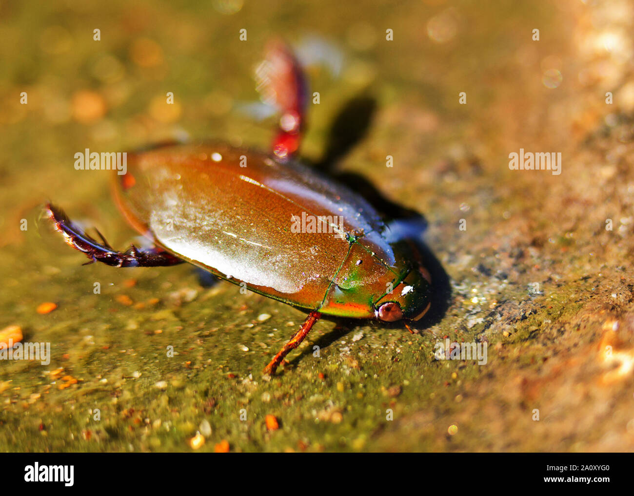 Die räuberisch Wasser Käfer ist hervorragend optimiert für ein Leben der aktiv Jagd unter Wasser. Ihre Hinterbeine sind als Paddel angepasst und sie halten Ai Stockfoto
