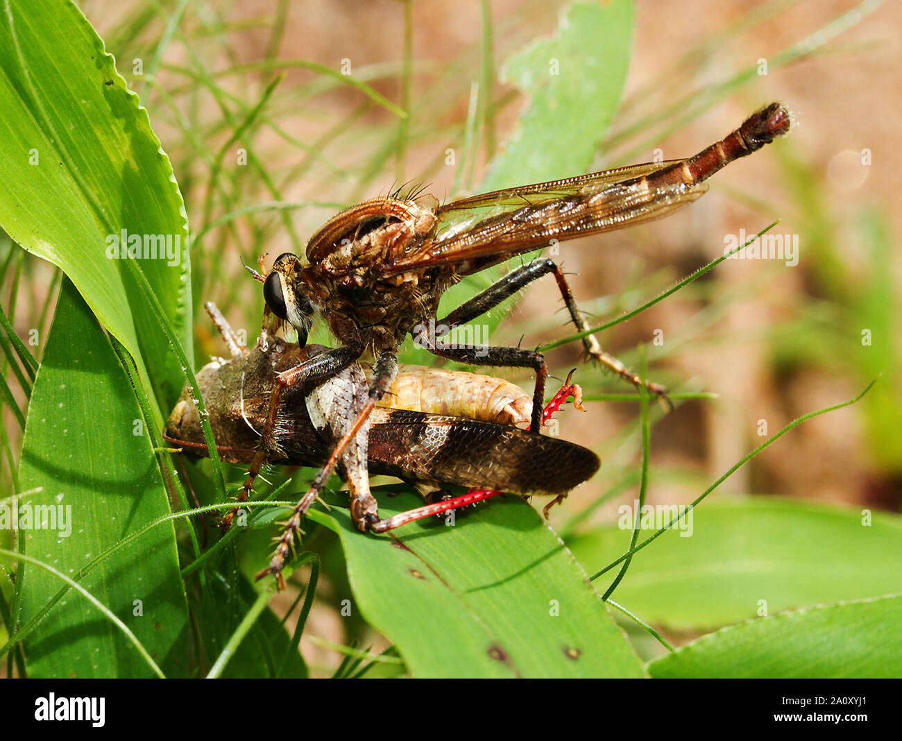 Räuber Fliegen sind gefräßige Jäger von fliegenden Insekten. Sie Beute in der Nähe der Boden und der Beute fangen, denn es wird durch den drastischen Rüssel löchrig Stockfoto