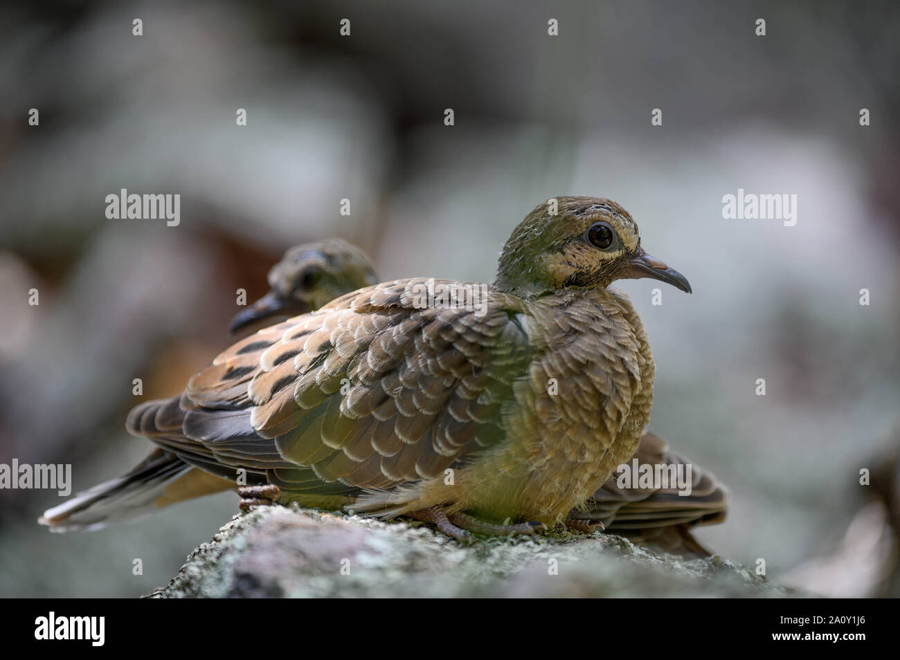 Taube, (Zenaida macroura), flügge. Magdalena Berge, Socorro Co., New York, USA. Stockfoto