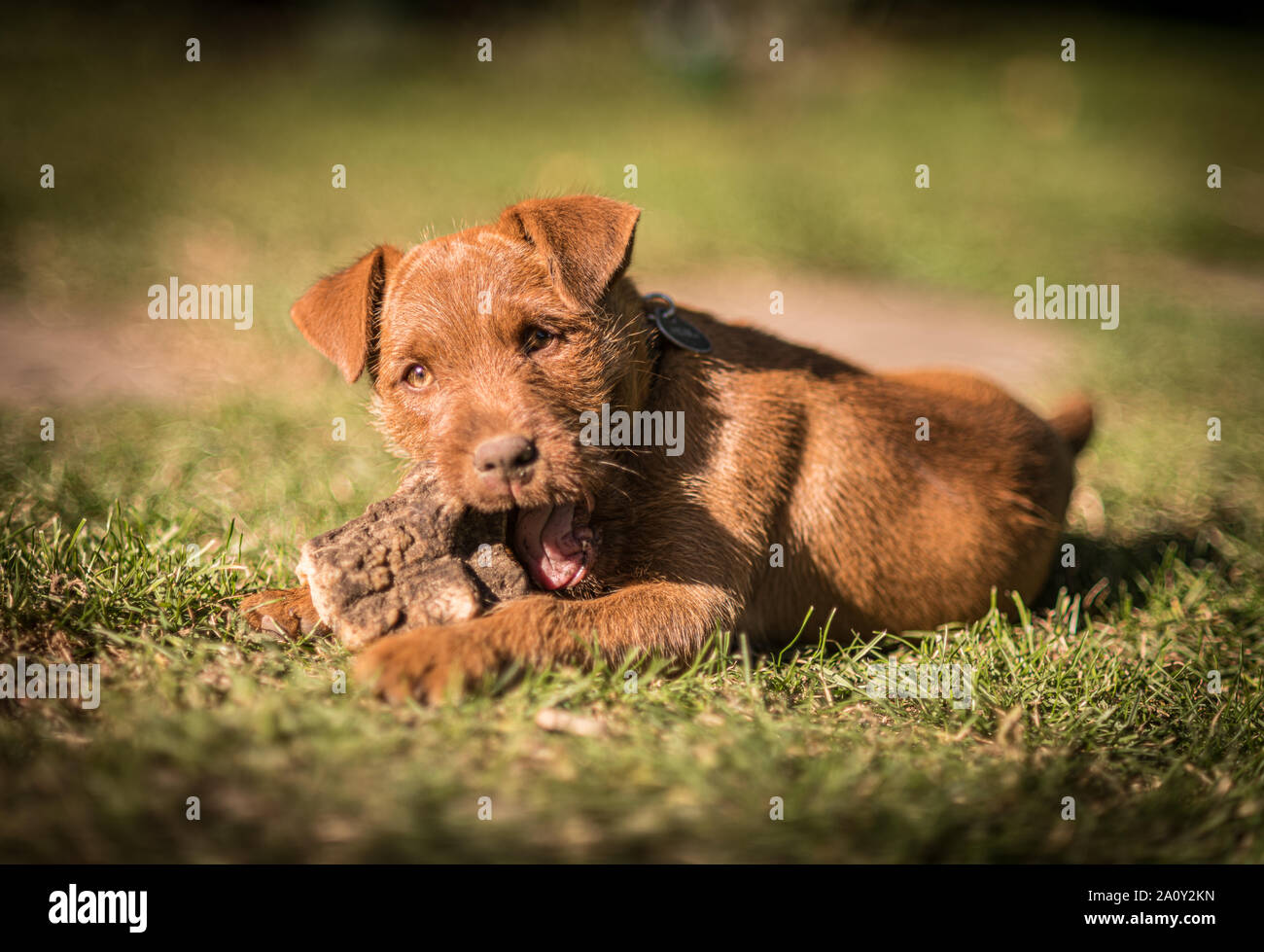 Patterdale Terrier Welpen Stockfoto