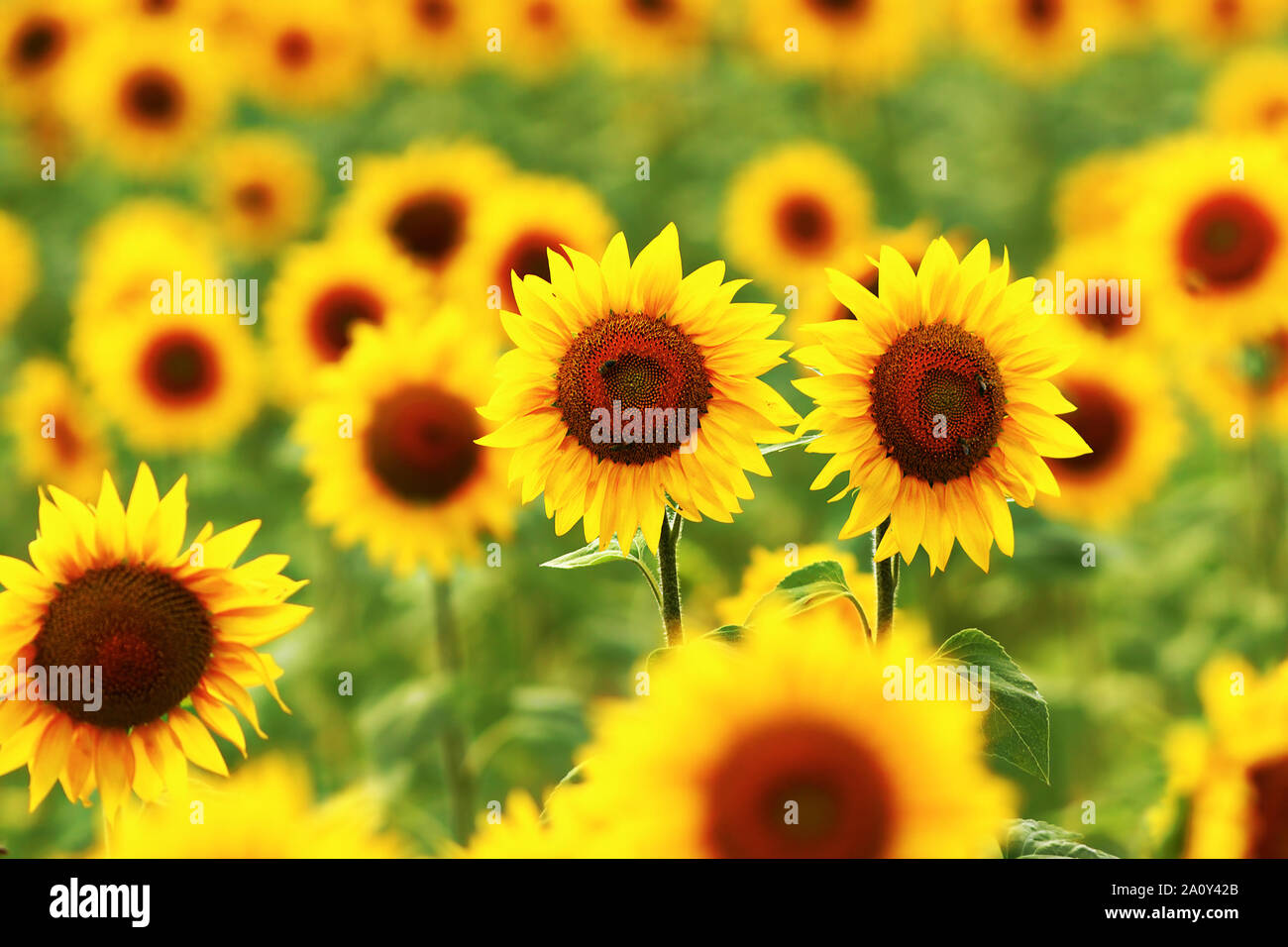 Nahaufnahme von Sonnenblumen (Helianthus), Blüten im Juli Stockfoto