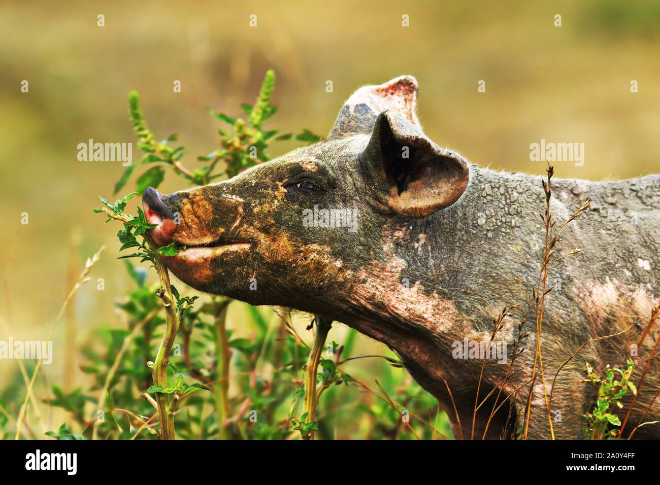 Nahaufnahme von dreckigen Schwein Nahrungssuche für Lebensmittel im eco Farm Stockfoto