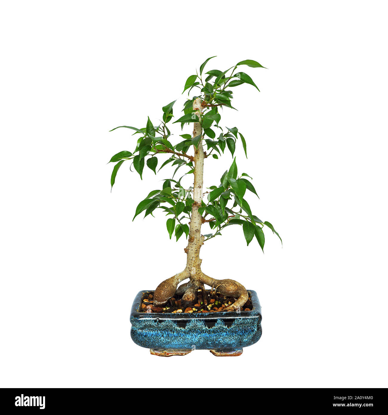 Ficus benjamina Bonsai auf weißem Hintergrund Stockfoto