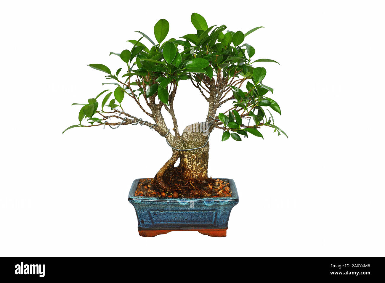 Ficus tiger Rinde Bonsai über weißem Hintergrund (Ficus retusa) Stockfoto