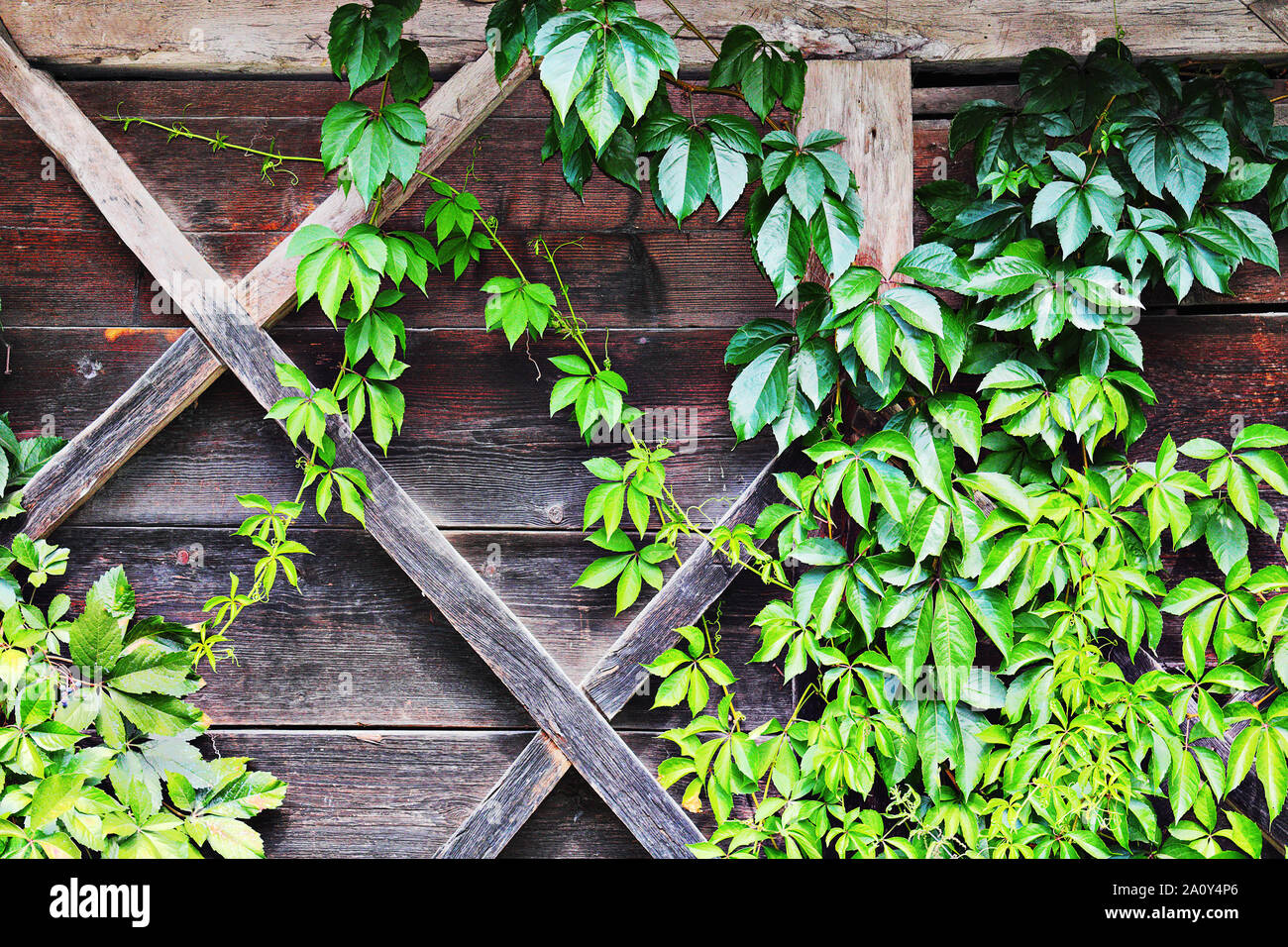 Grüne Efeu über die Mauer der alten, traditionellen Holz- Lodge, wunderschöne natürliche Hintergrund wachsenden Stockfoto