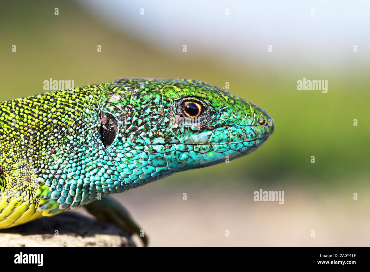 Große bunte männliche Lacerta viridis, die gemeinsame europäische grüne Eidechse in der Paarungszeit, Porträt Stockfoto
