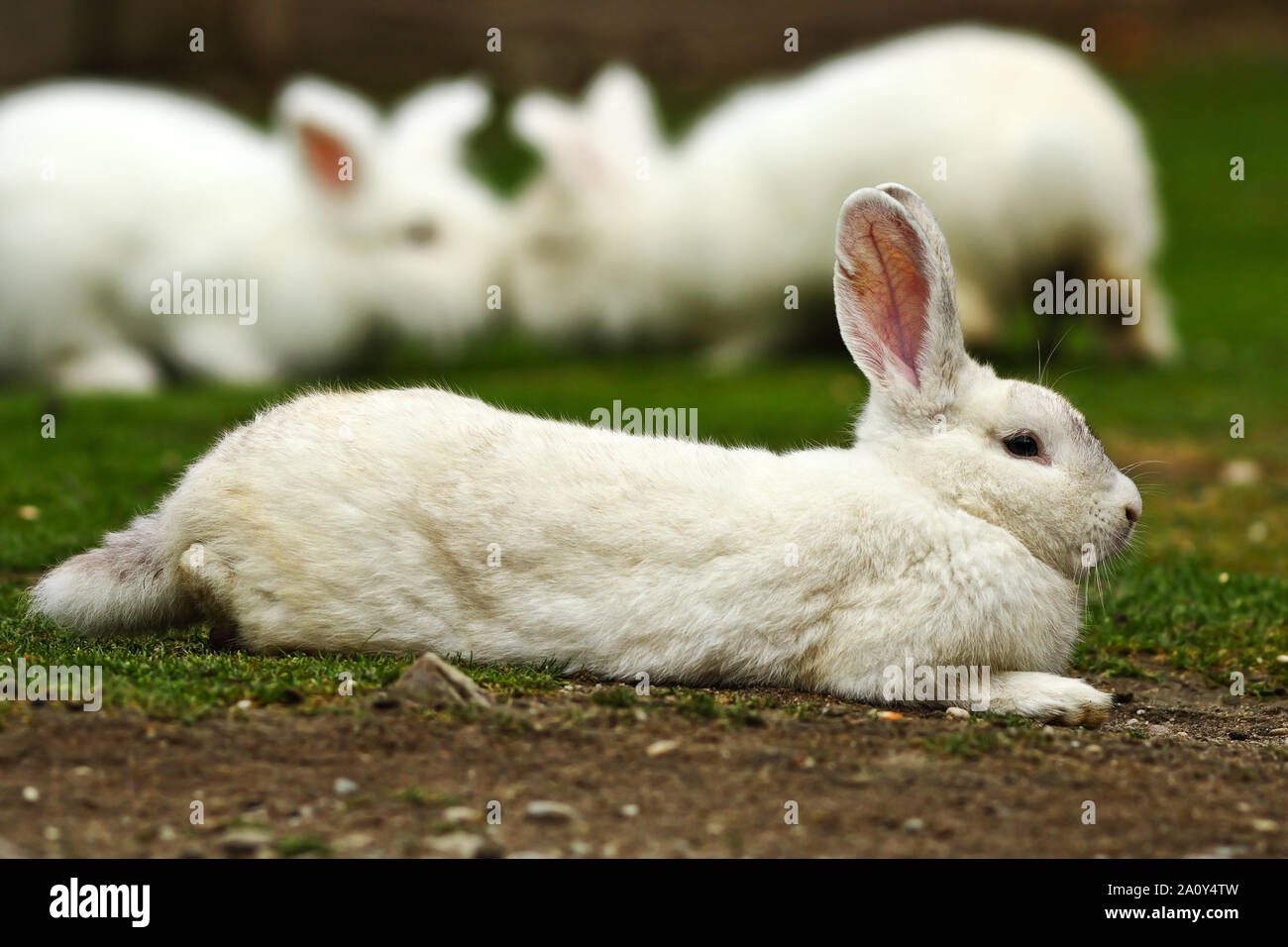 Faul weiß Hauskaninchen im Hof Stockfoto