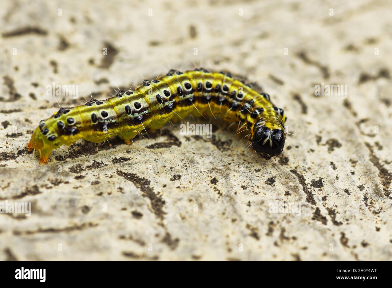 Makro Bild von Cydalima perspectalis Caterpillar (die Box Tree Motten) Stockfoto