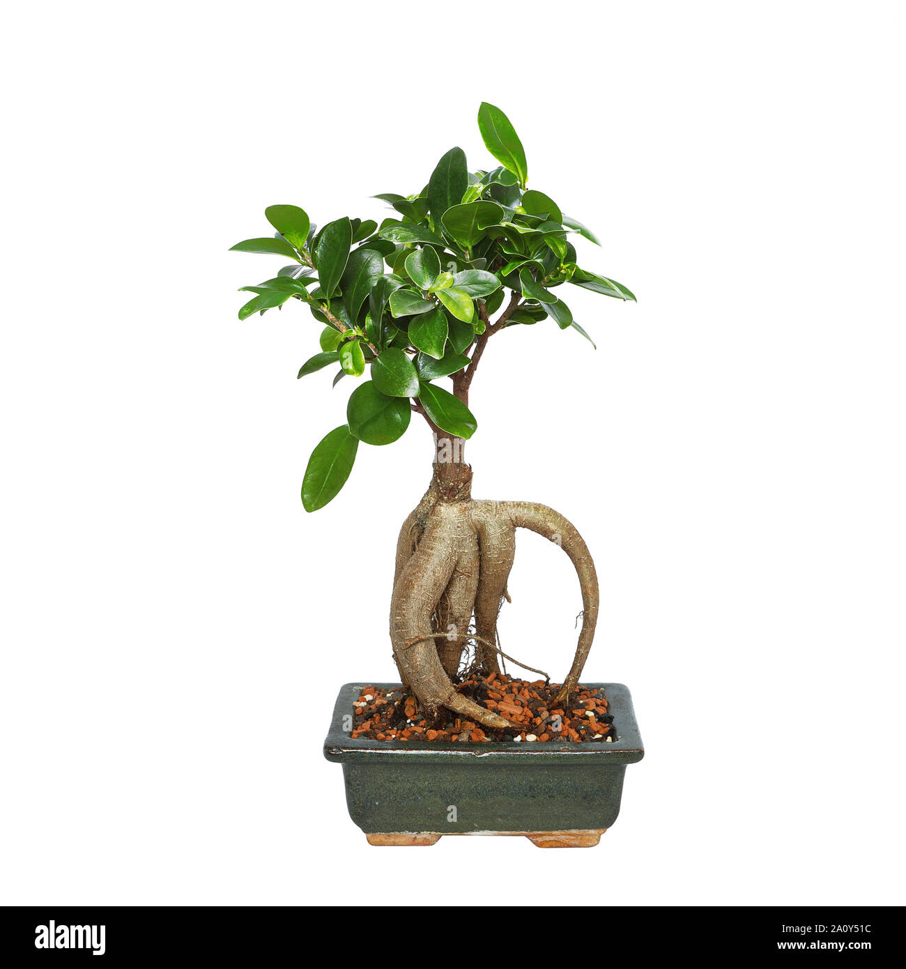 Büro bonsai Ficus Ginseng auf weißem Hintergrund für Ihr Design (Ficus retusa) Stockfoto