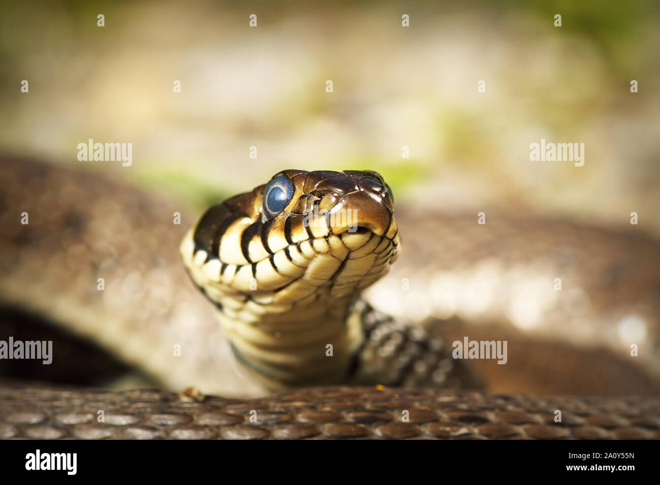 Portrait von neugierig Ringelnatter in die Kamera schaut (Natrix natrix) Stockfoto