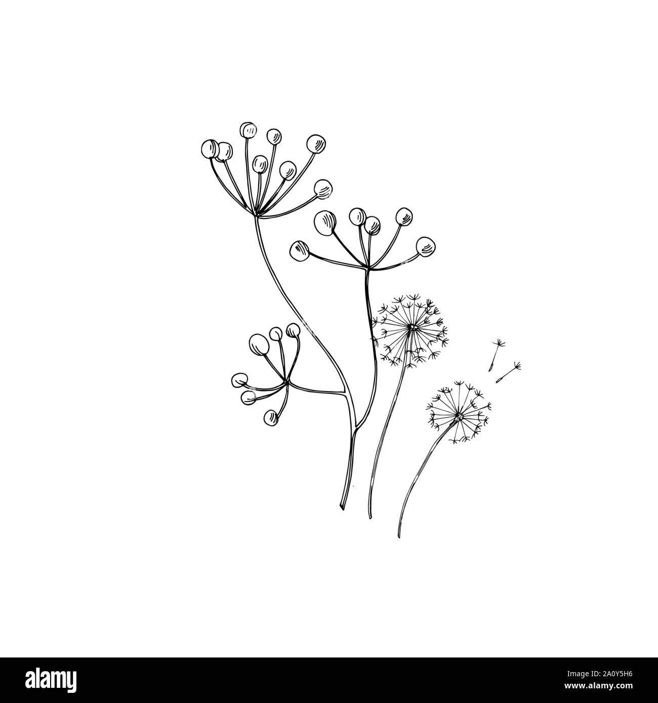 Vektor Wildblumen Blumen botanischen Blumen. Wild Federblatt wildflower isoliert. Schwarz und weiß eingraviert Tinte Art isoliert Blume Illustration elem Stock Vektor