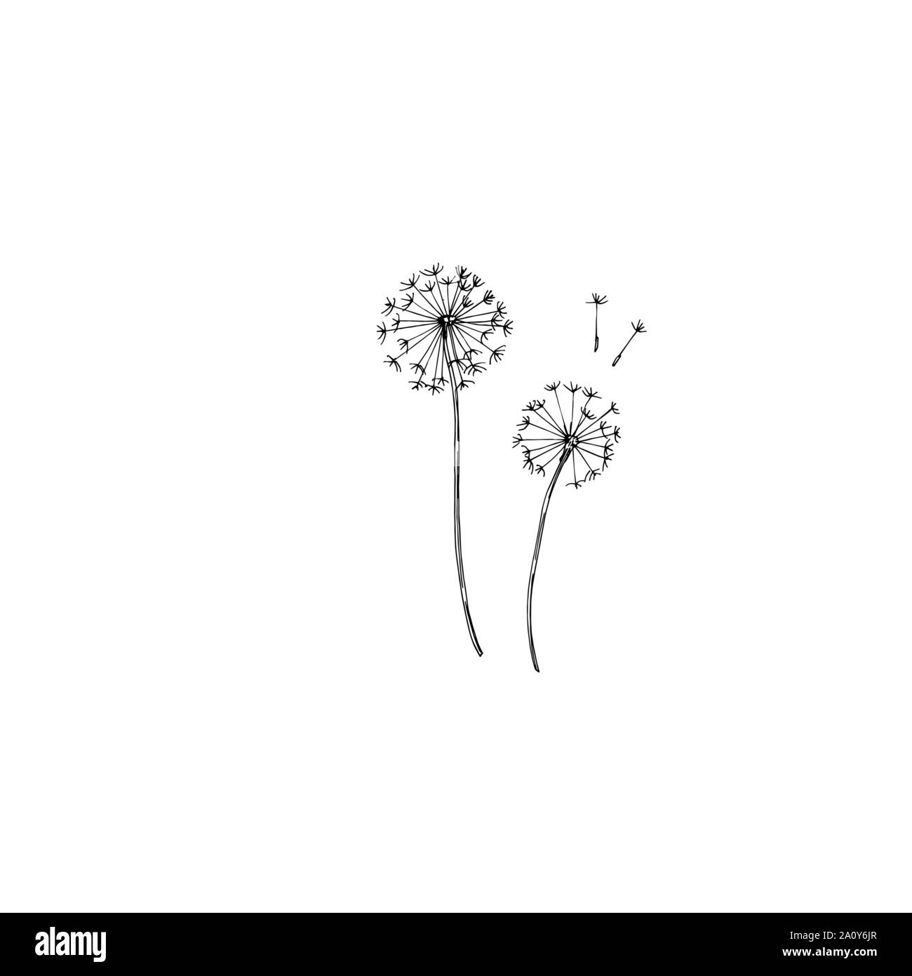Vektor Wildblumen Blumen botanischen Blumen. Wild Federblatt wildflower isoliert. Schwarz und weiß eingraviert Tinte Art isoliert Blume Illustration elem Stock Vektor