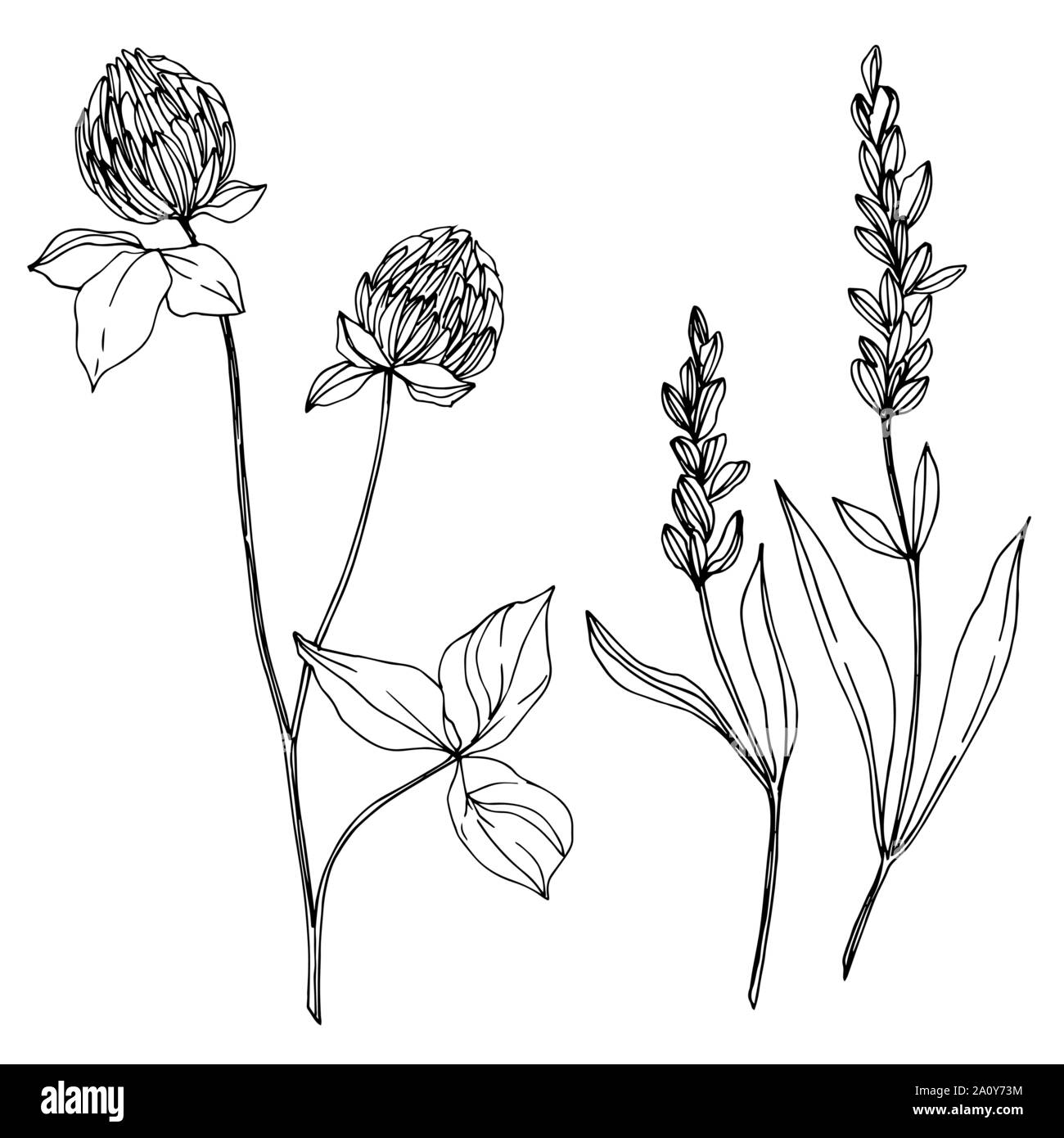 Vektor wildflower floral botanischen Blumen. Wild Federblatt wildflower isoliert. Schwarz und weiß eingraviert Tinte Art isoliert Wildblumen Abbildung Stock Vektor