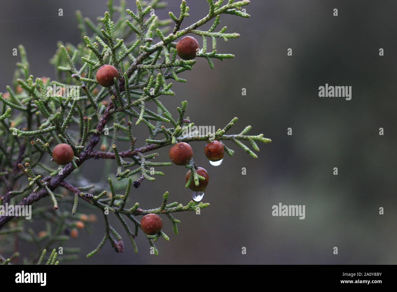Eine cade Wacholderbeeren (Juniperus oxycedrus) Branche langsam entledigt sich einen kurzen Winter regen am Heiligabend in der Garrigue im Süden von Frankreich. Stockfoto