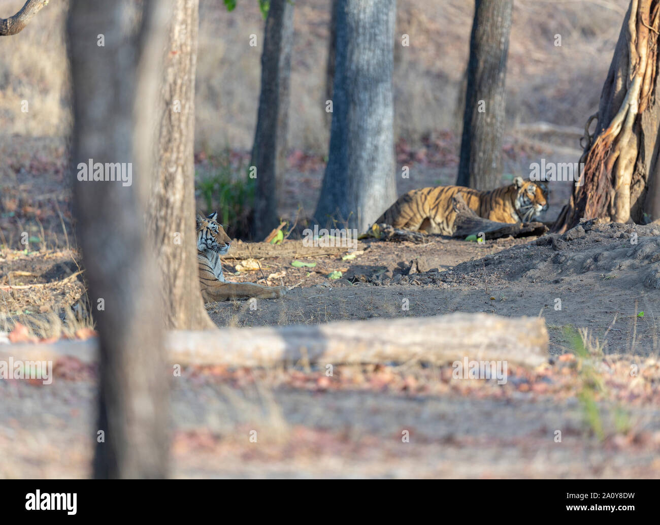 Royal Bengal Tiger oder Panthera tigris Tigris auf Pench Nationalpark, Indien Stockfoto