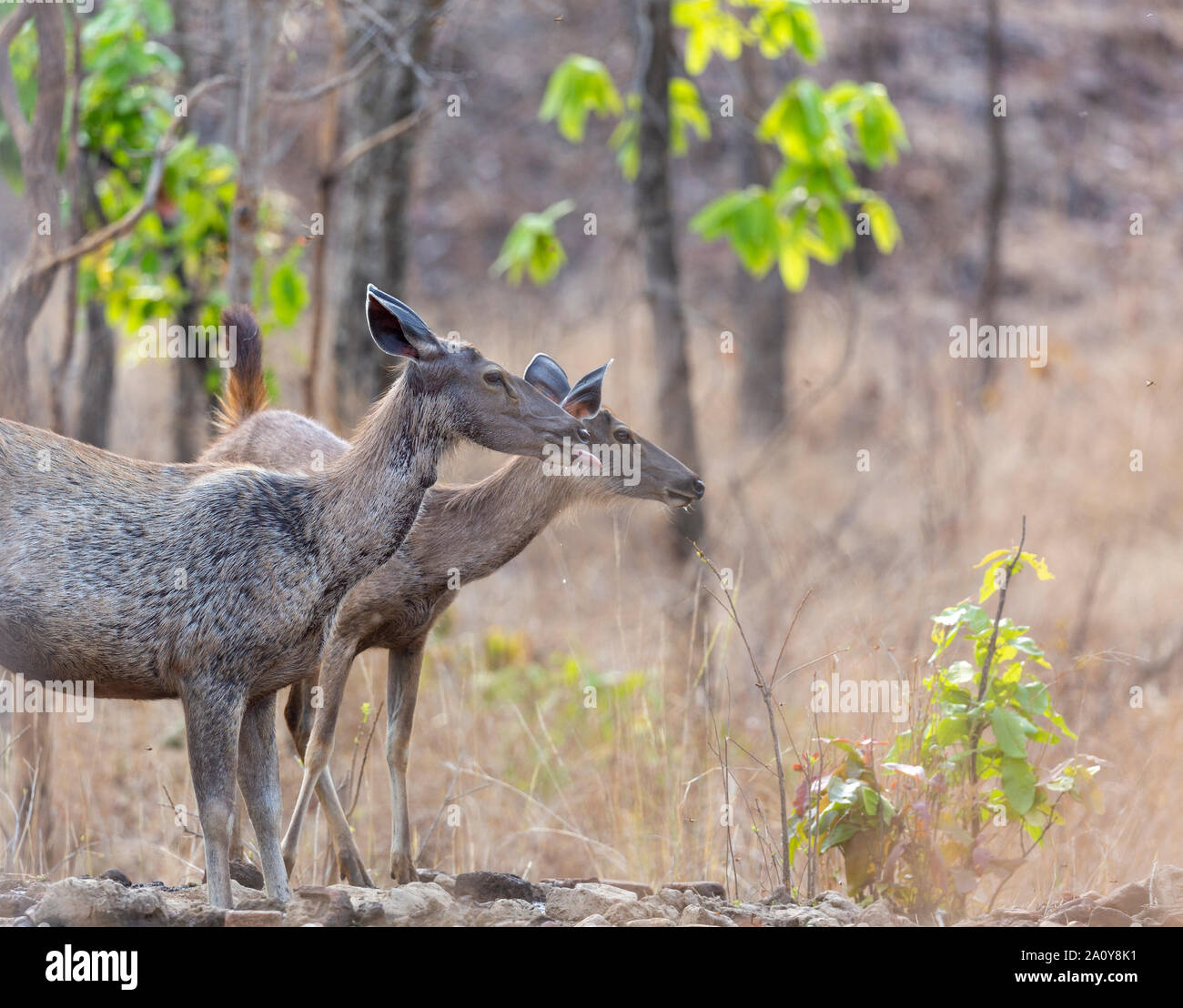 Sambar Hirsche oder Rusa unicolor in Pench Natinal Park, Maharashtra, Indien. Stockfoto