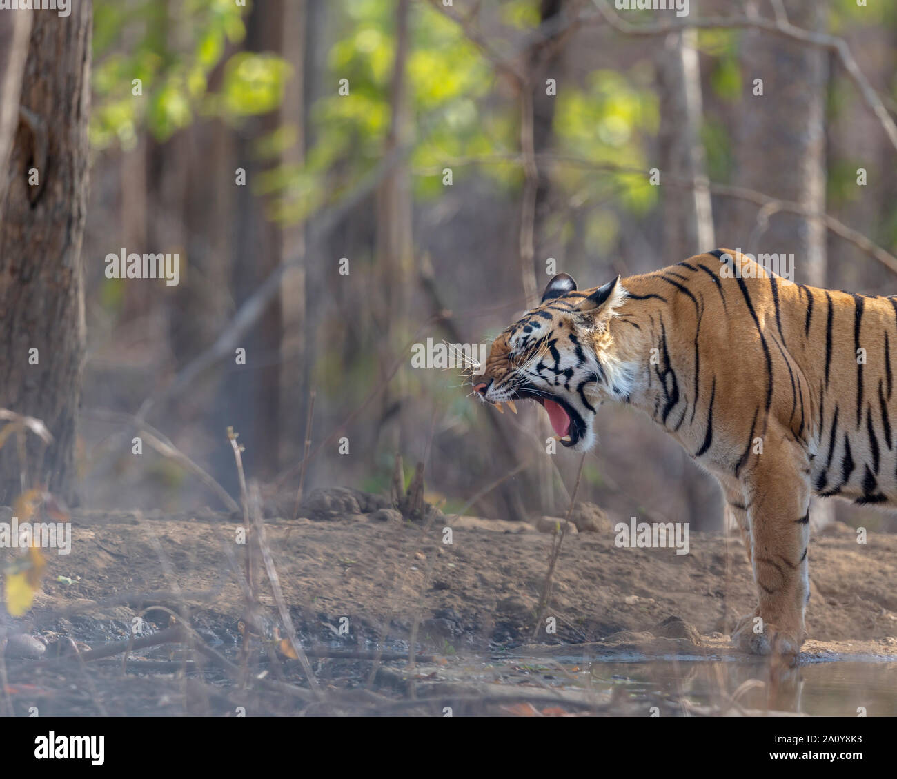 Koniglicher Tiger Stockfotos Und Bilder Kaufen Alamy