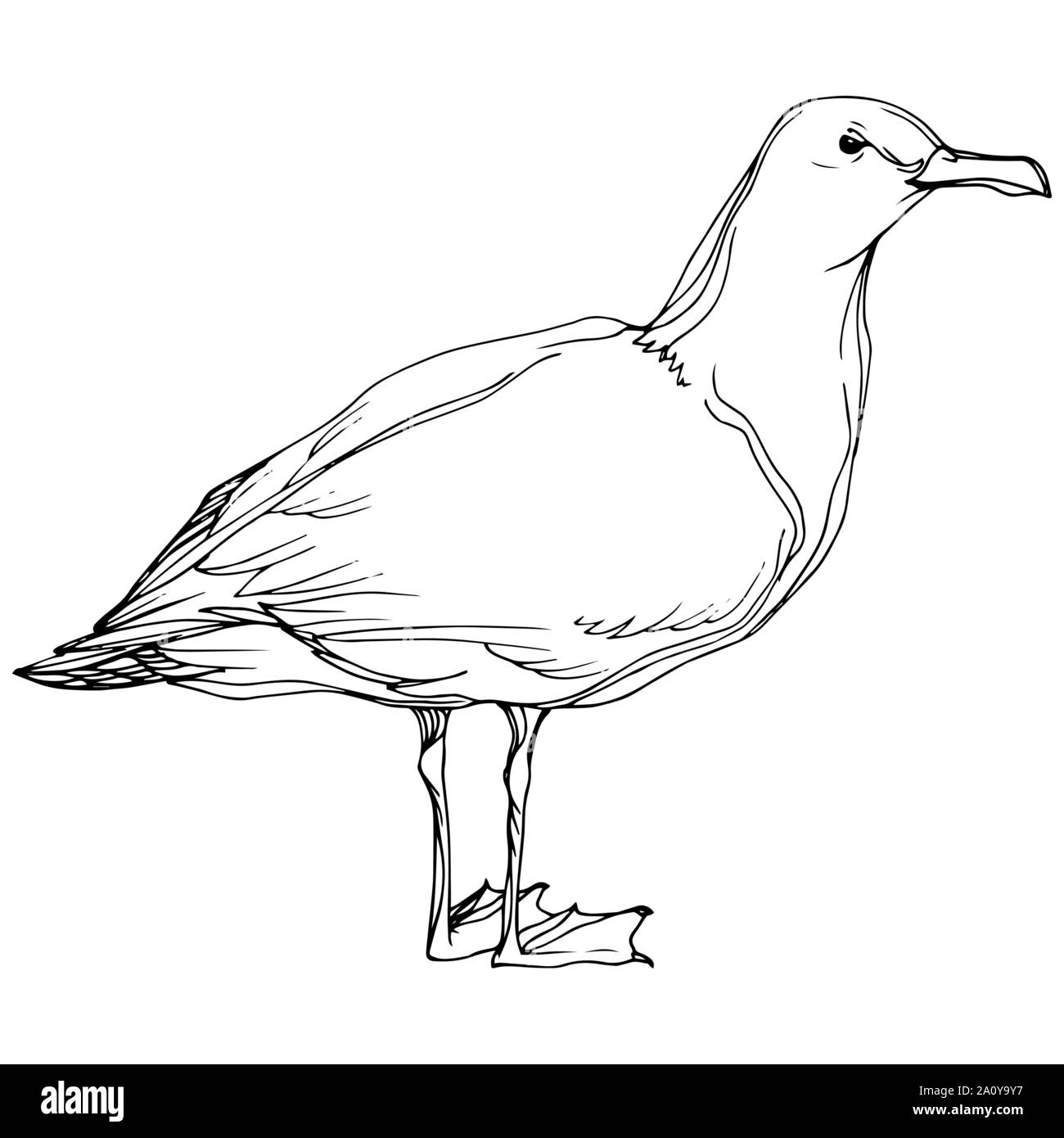 Vektor Himmel Vogel Möwe in einem Wildlife. Schwarz und weiß eingraviert Tinte Art isoliert seagull Abbildung Element auf weißem Hintergrund. Stock Vektor