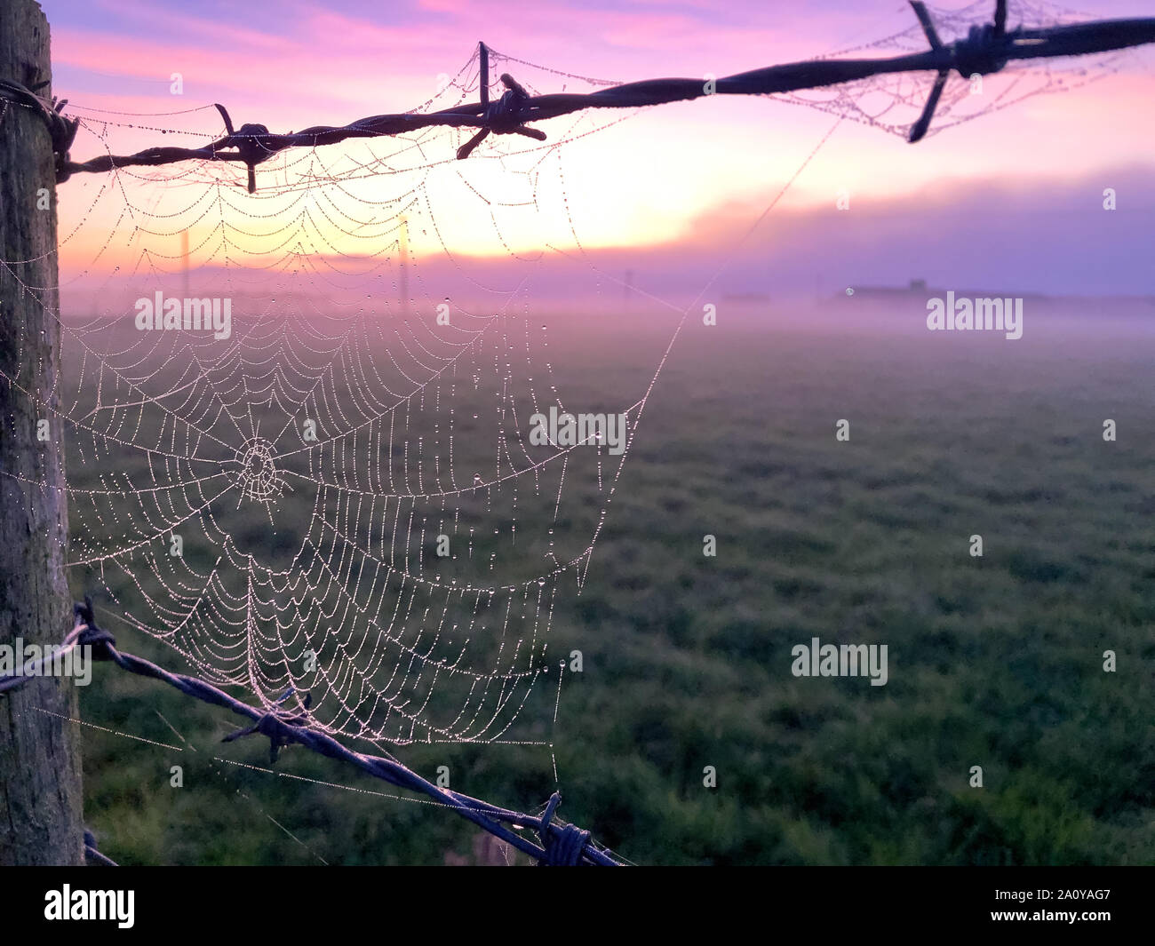 Spiderweb sammeln am frühen Morgen durch Wassertropfen mit den Sonnenaufgang im Hintergrund Stockfoto